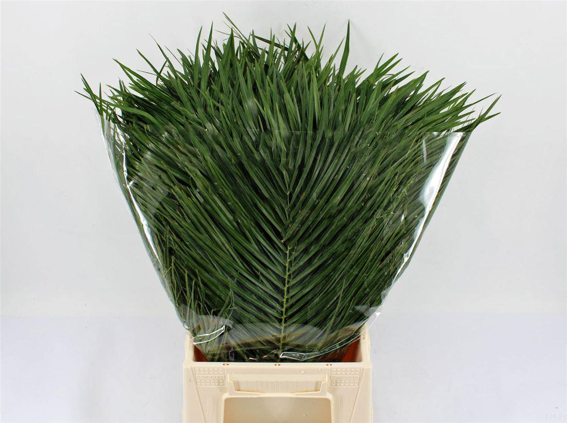 Phoenix Roebelinii 60cm