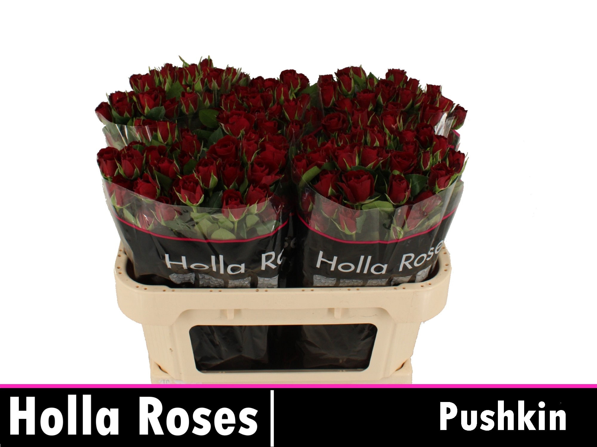 Rosa Spr Pushkin 70cm