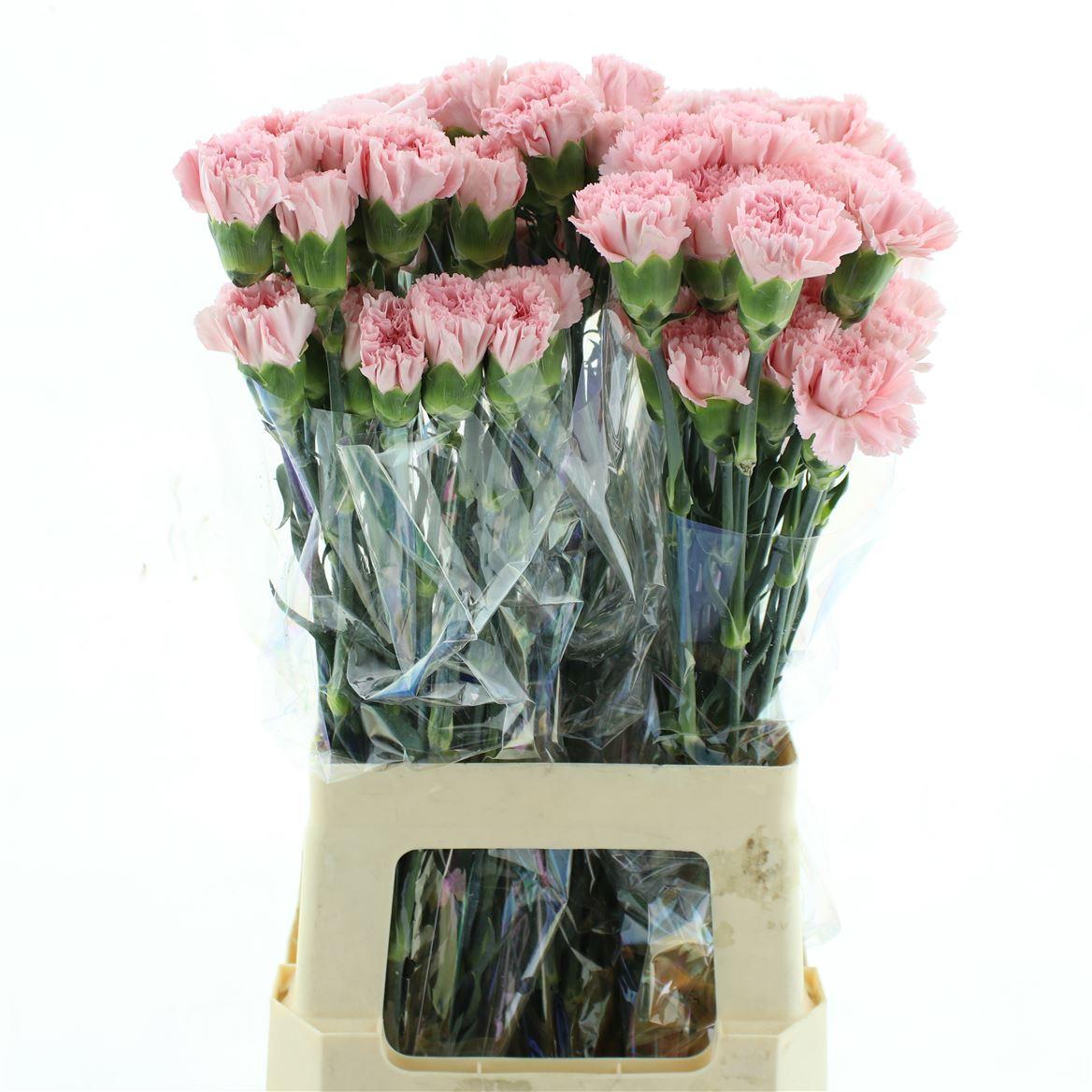 Di St Col Doncel Pink