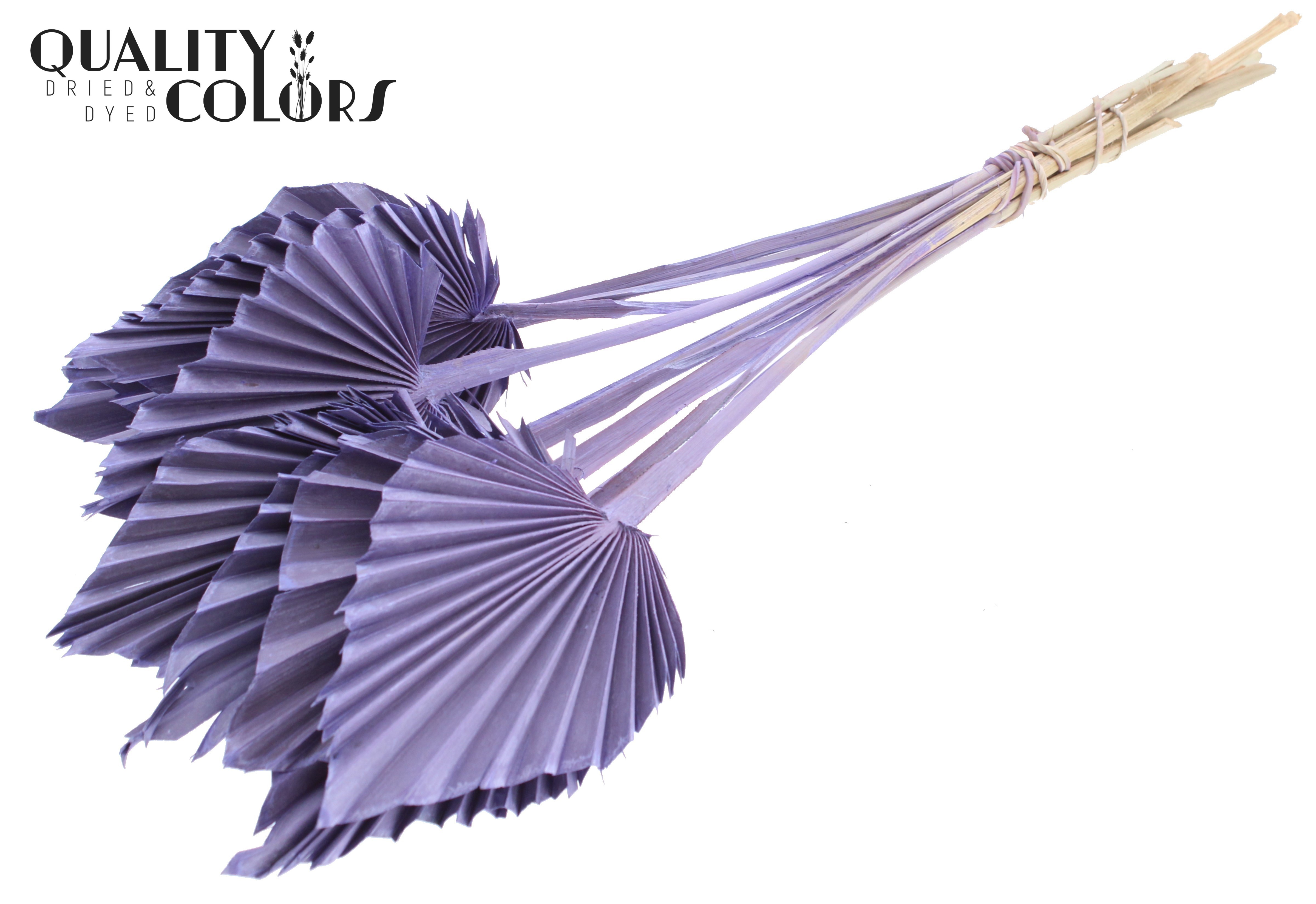 Palm Spear Frosted Milka 50cm