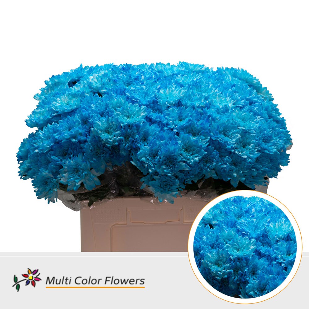 Chrysanth Spray Painted Baltica Light Blue 60cm