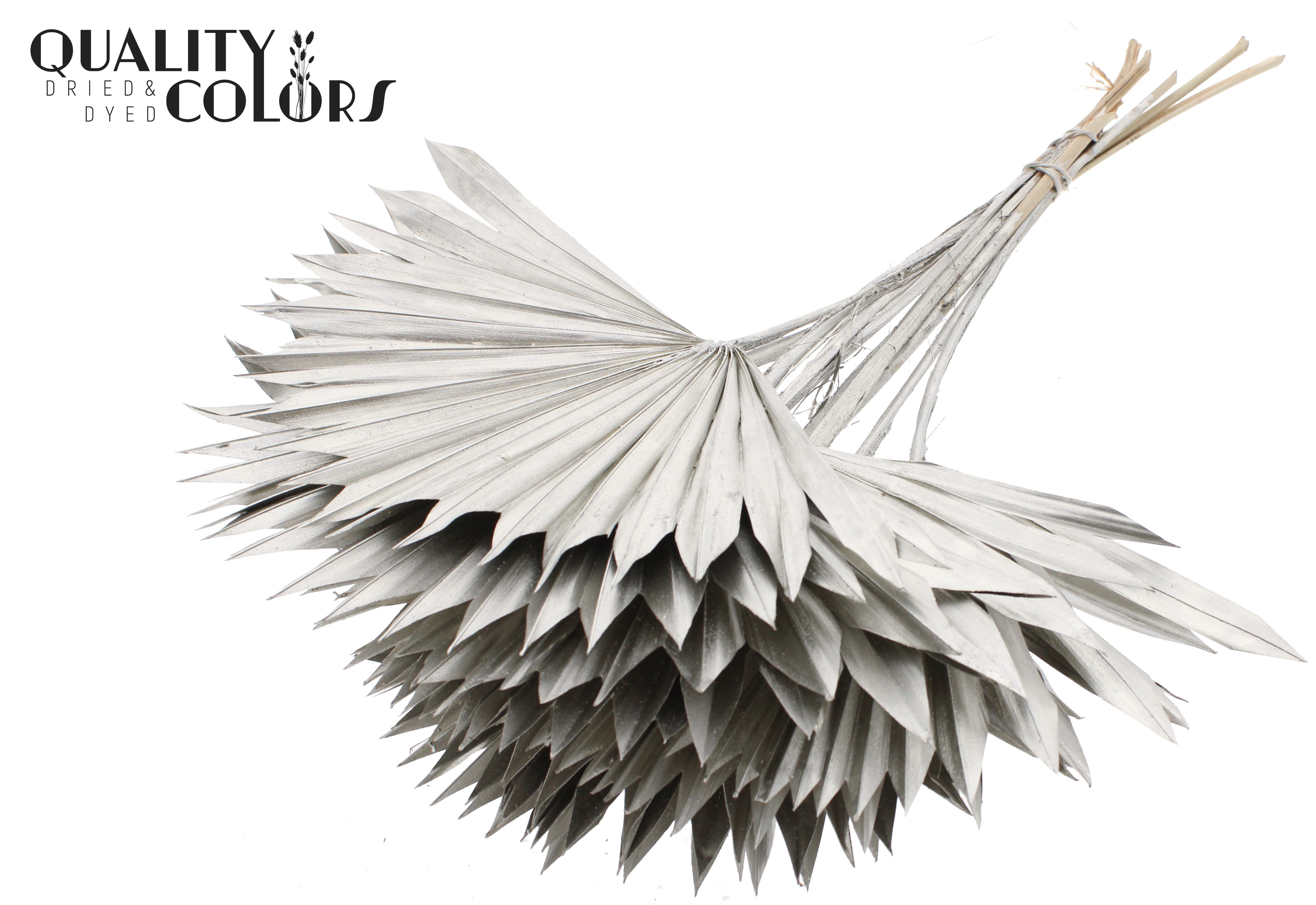 Palm Sun Platinum 50cm