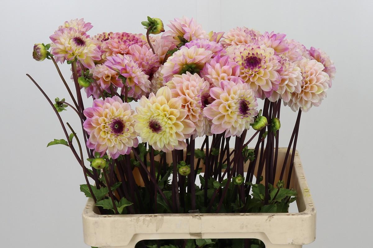 Dahlia Wine Eyed Jill