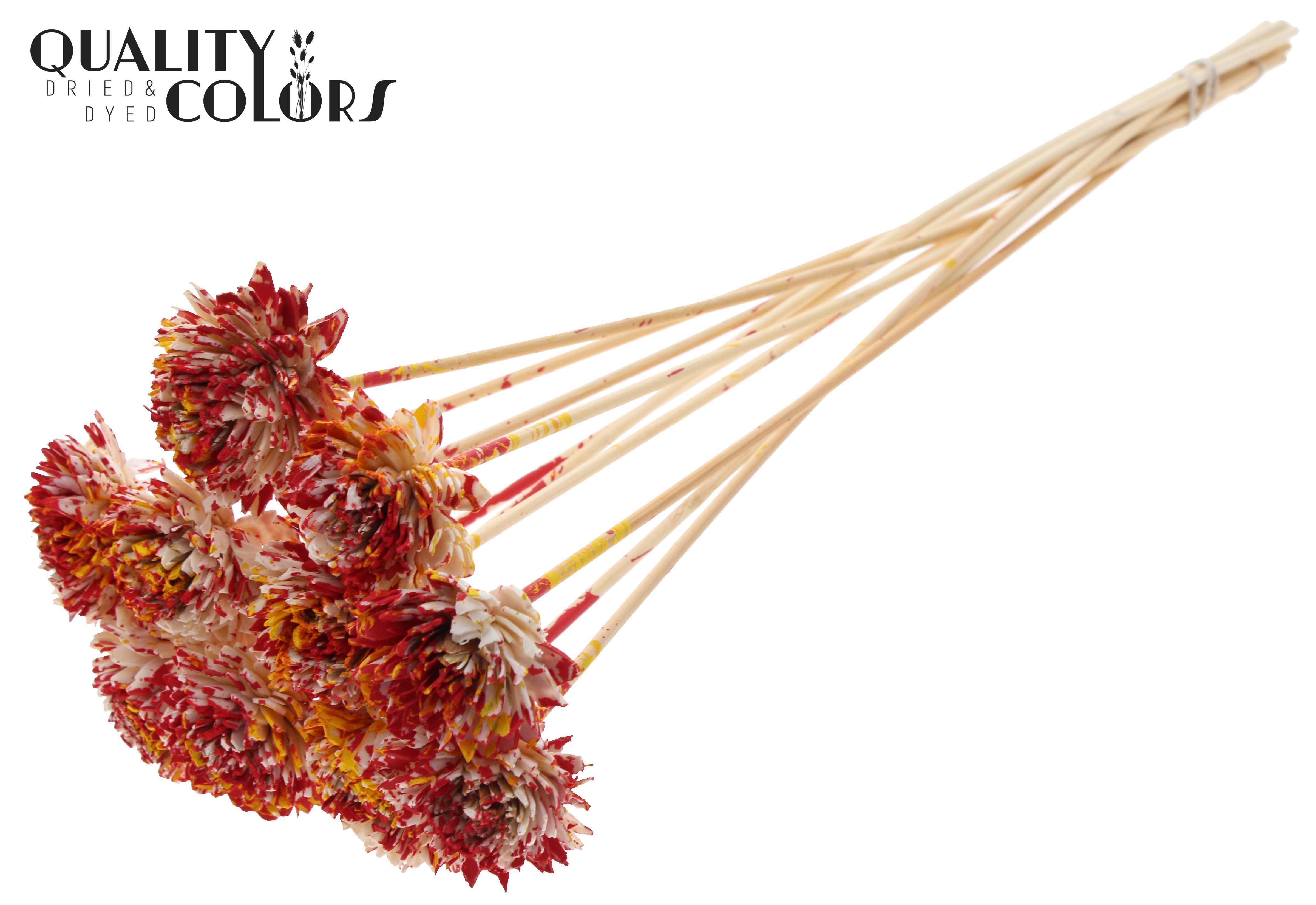 Shola Zinia Multicolour Red Yellow 50cm