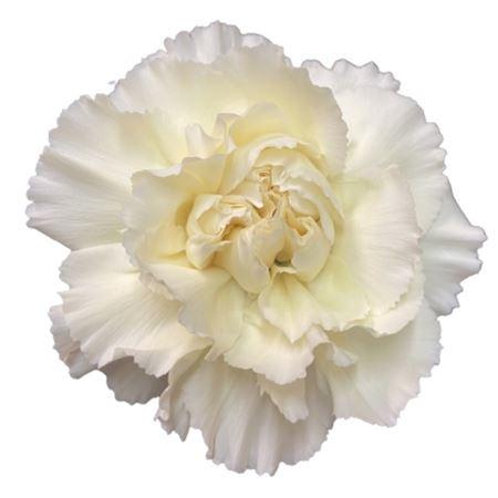 Di St Cream Halo