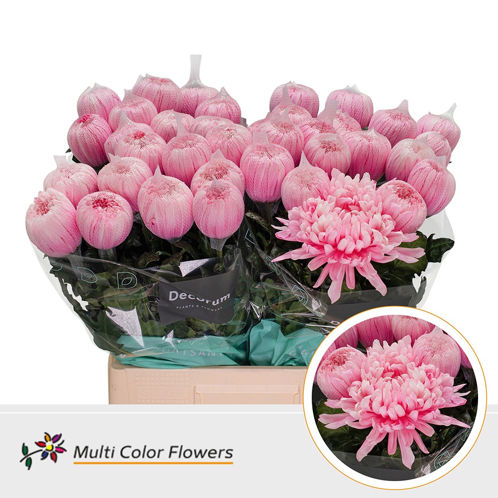 Chrysanth Single Painted Antonov Pink 70cm