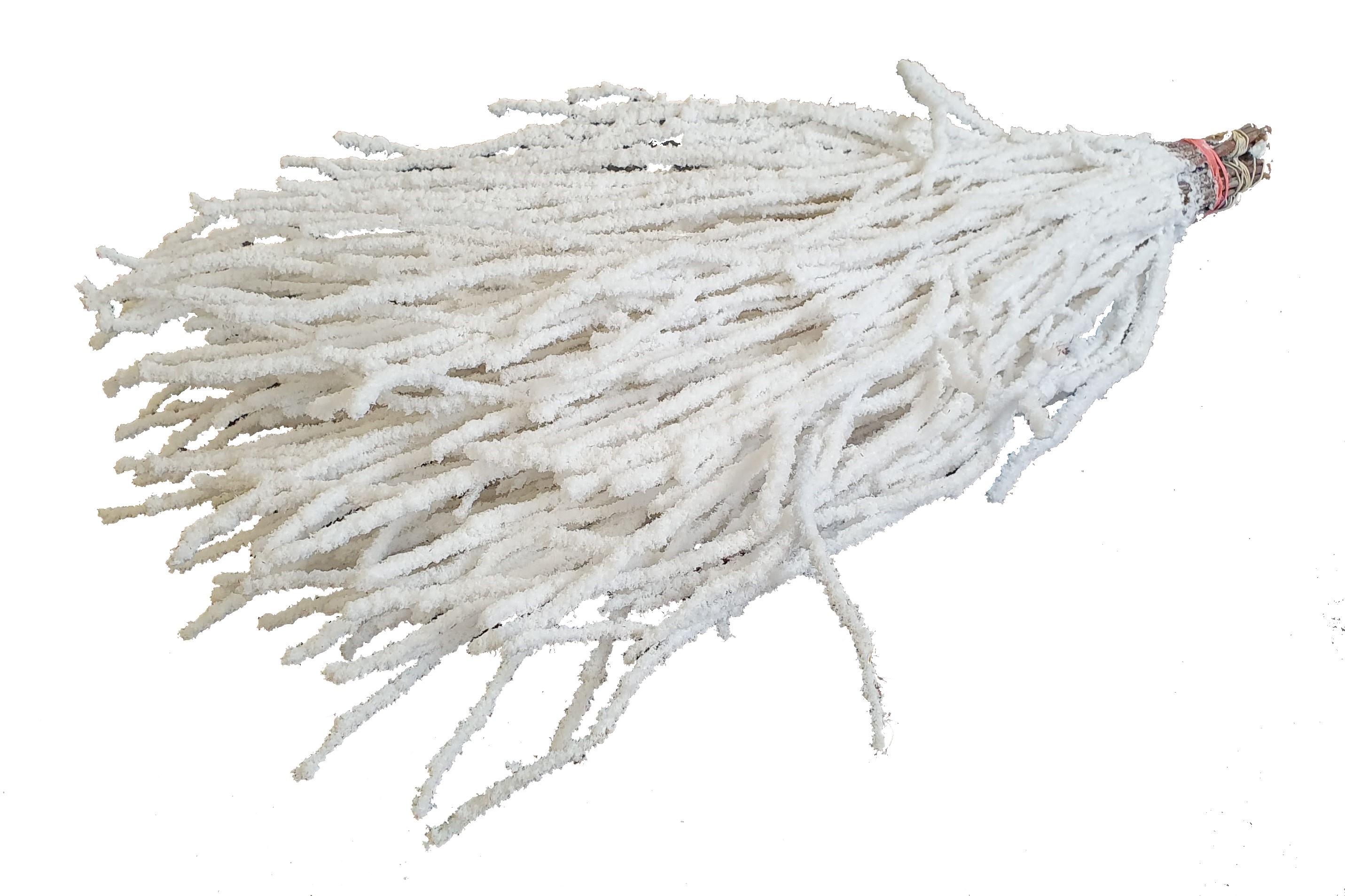 Betula White + Snow Per Bunch