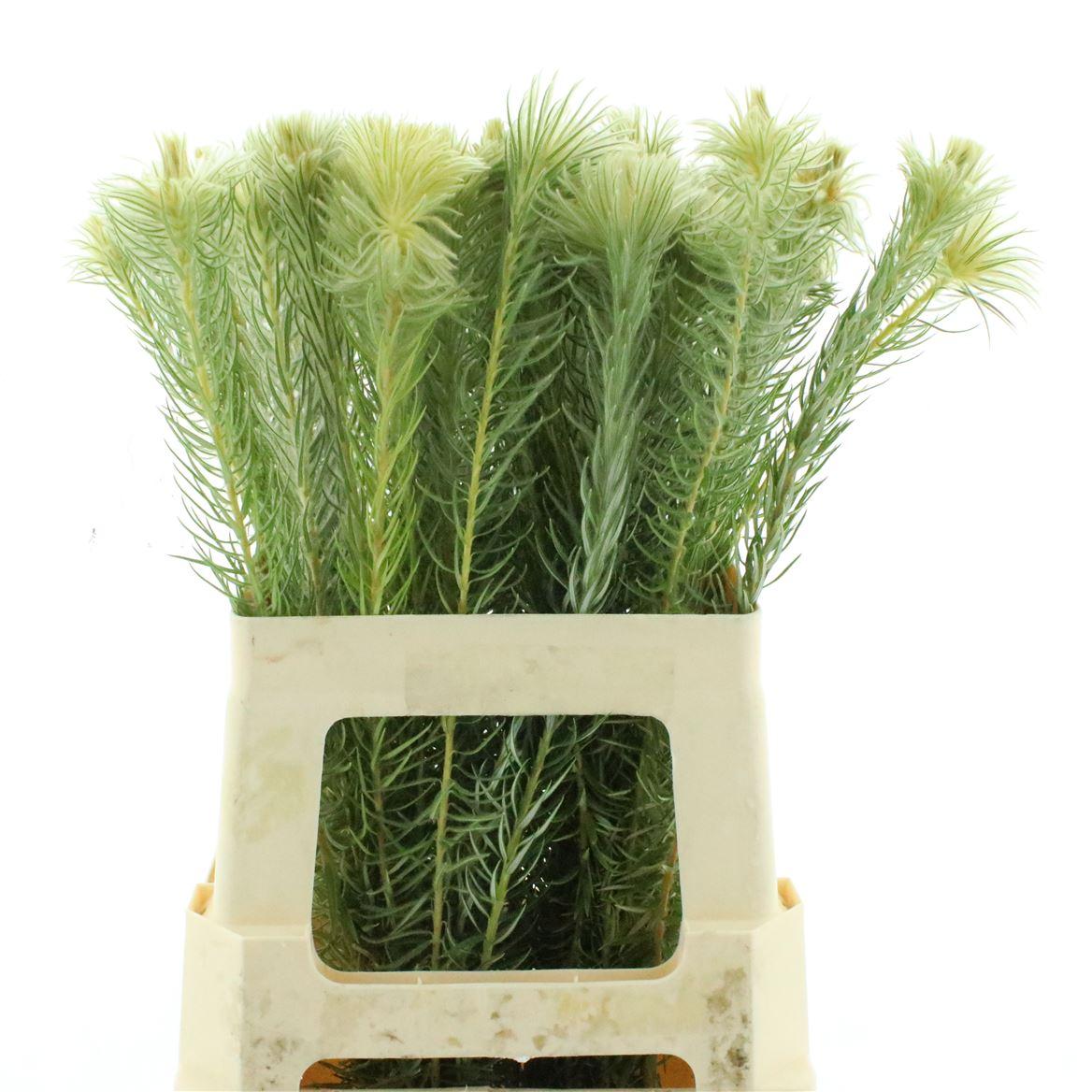 Kaaps Phylica Plumosa Single