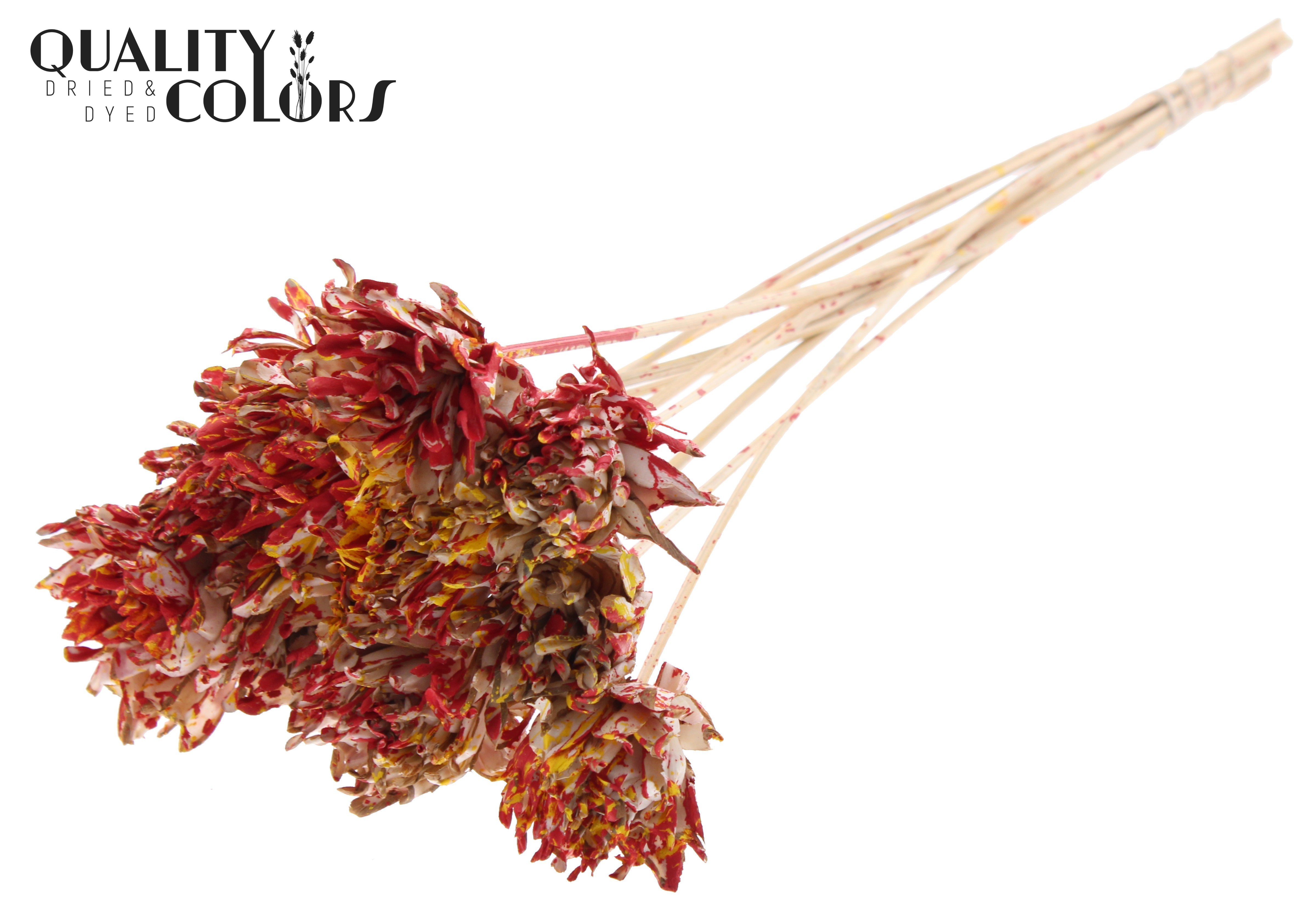 Shola Slice Pine Multicolour Red Yellow 50cm