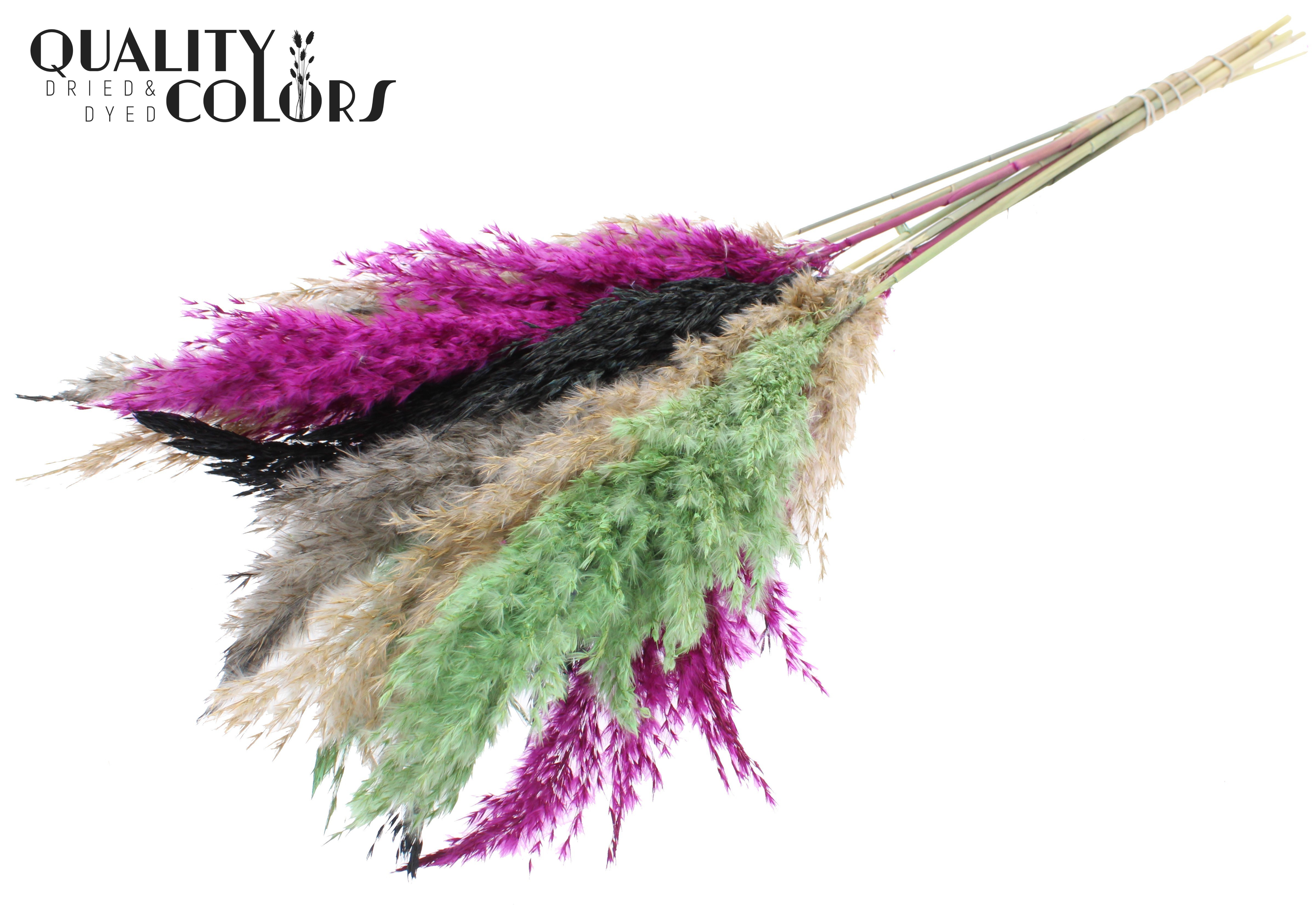 Pampas Grass Colourful 8 Per Bunch 70cm