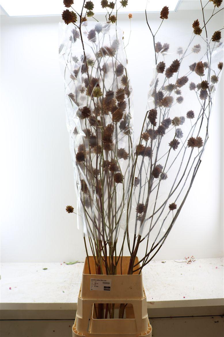 Glycyrrhiza Y Zoethout 200cm P Stem