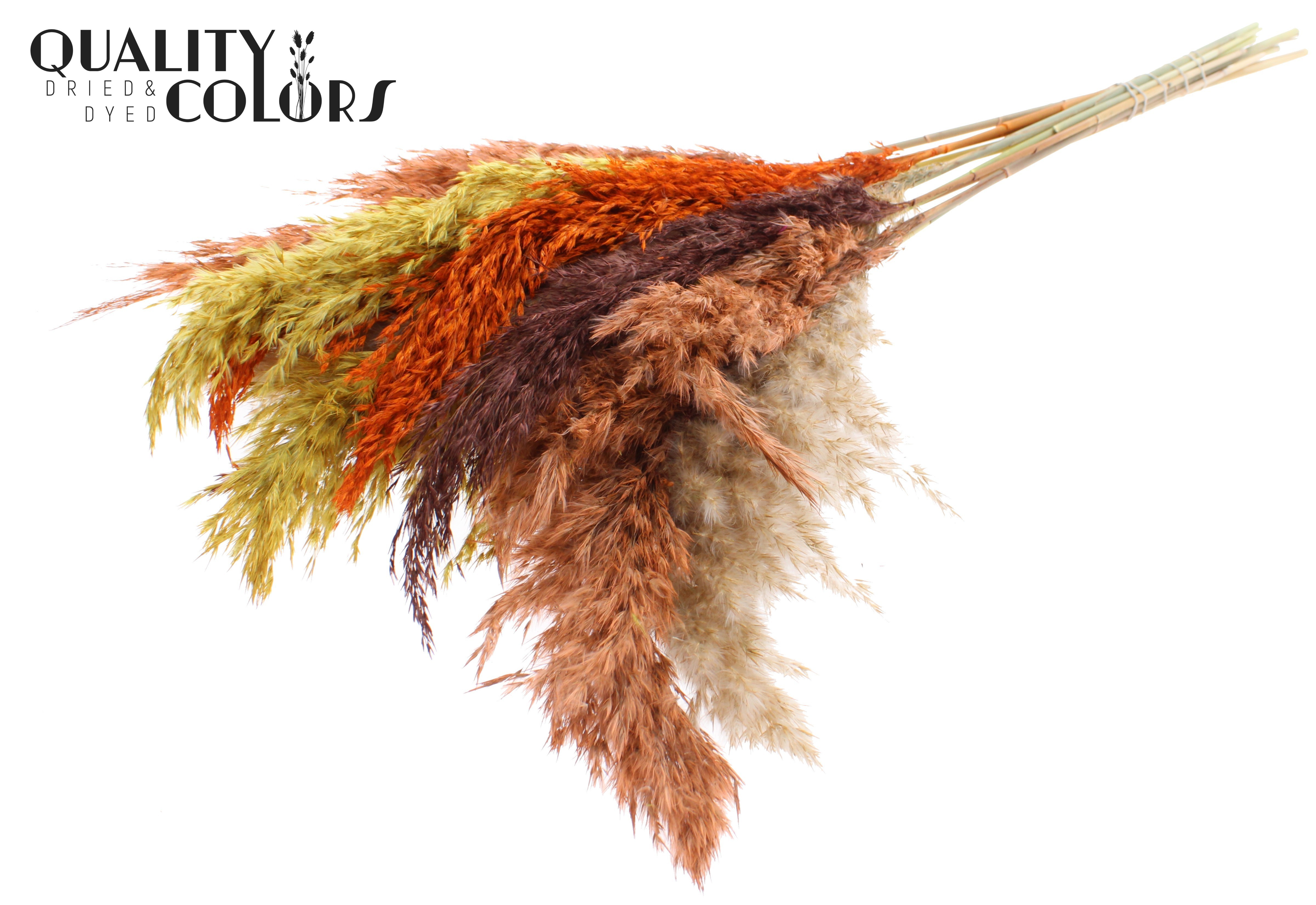 Pampas Grass Colourful 3 Per Bunch 70cm