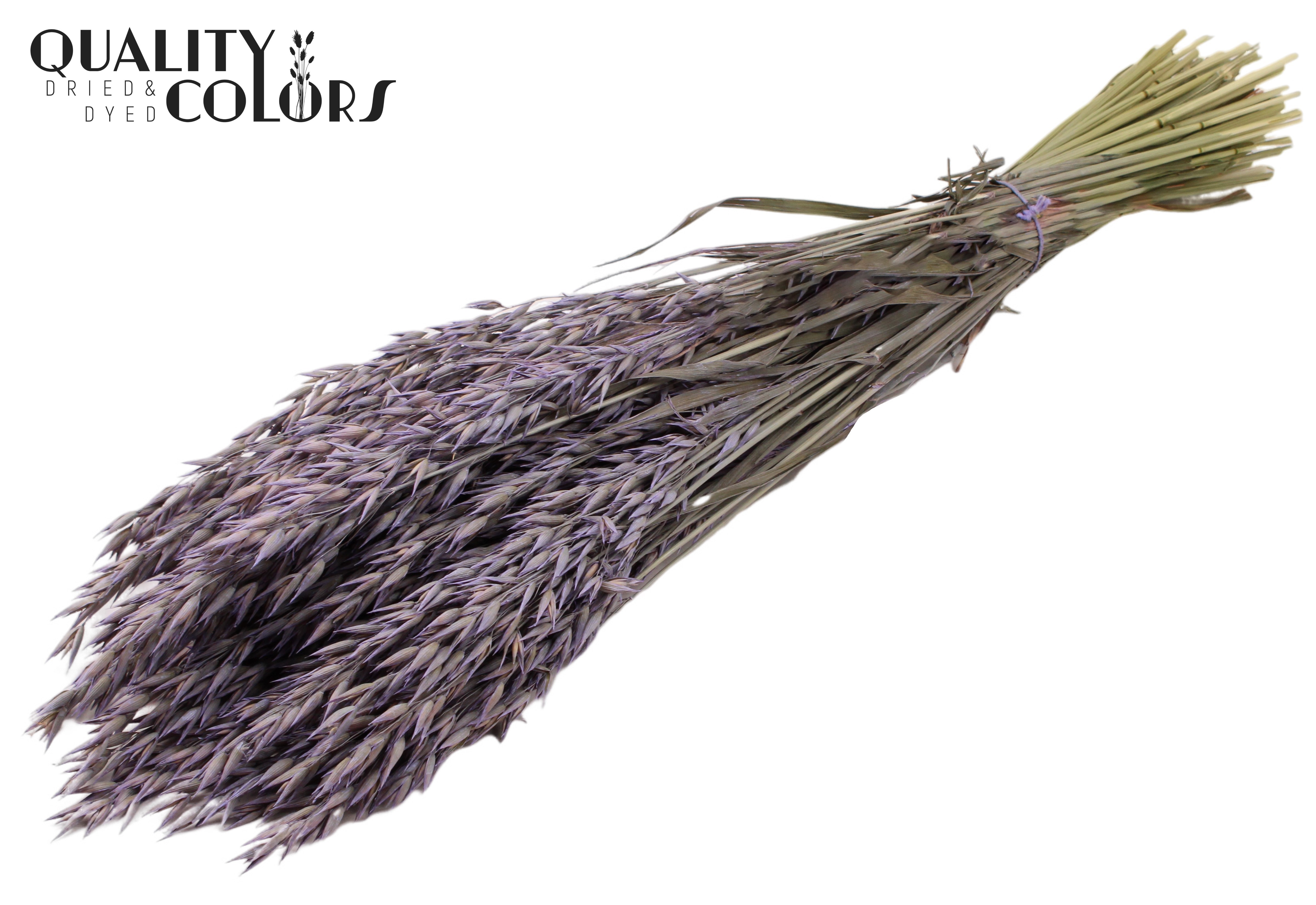 Avena Frosted Milka Per Bunch 60cm
