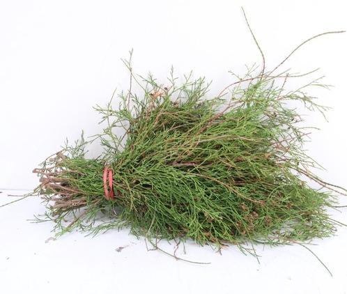 Coniferen Green 50cm