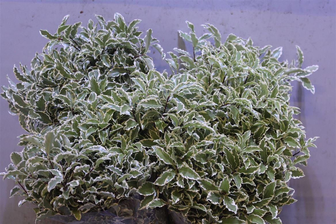 Pittosporum Variegata