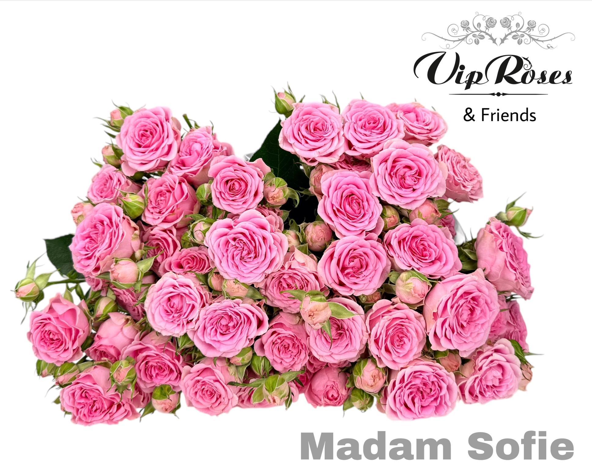 R Tr Madam Sofie 60 cm