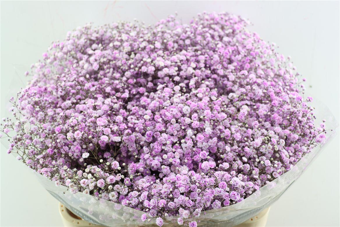 Gyps Pa. Lavender