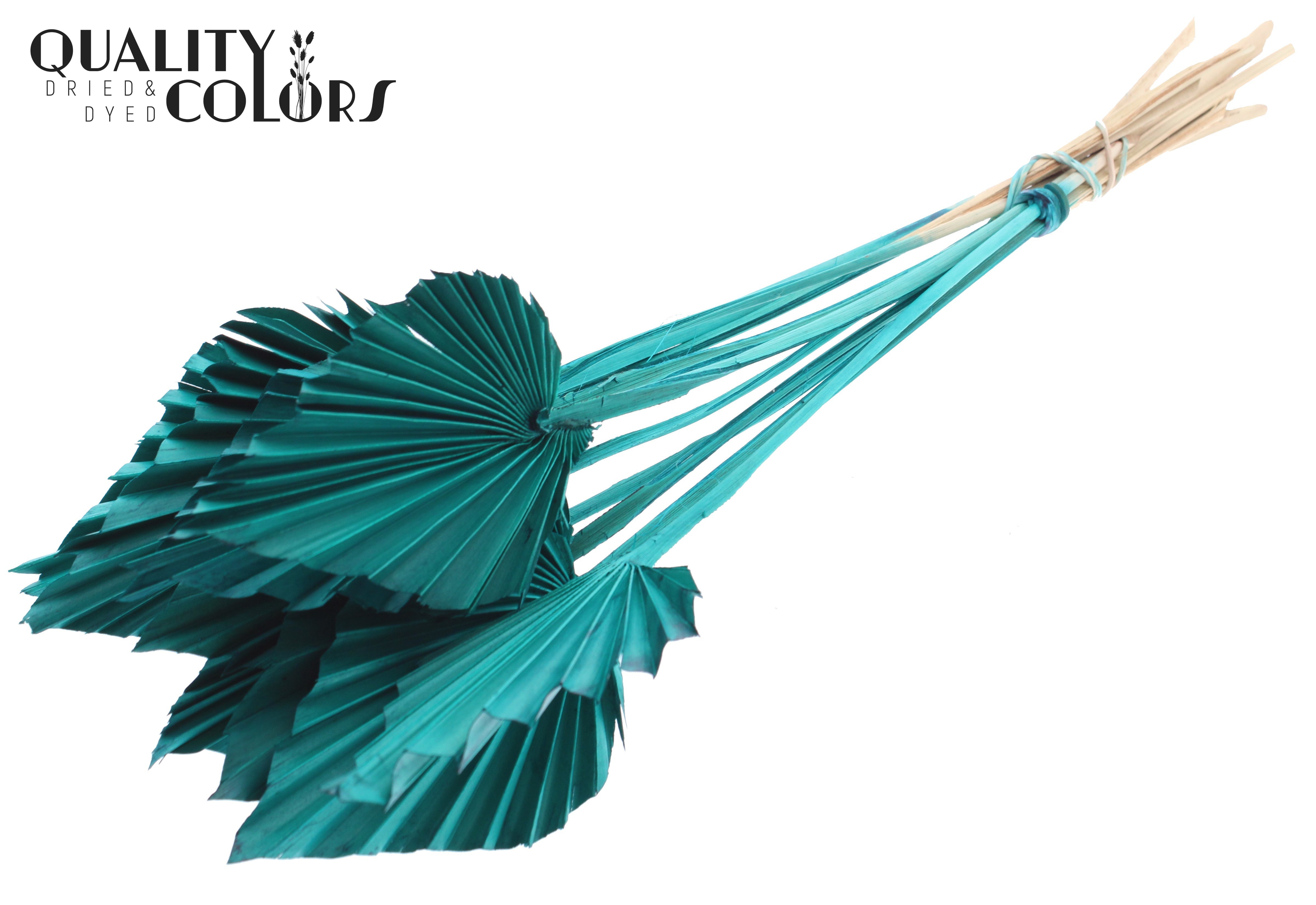 Palm Spear Turquoise 50cm