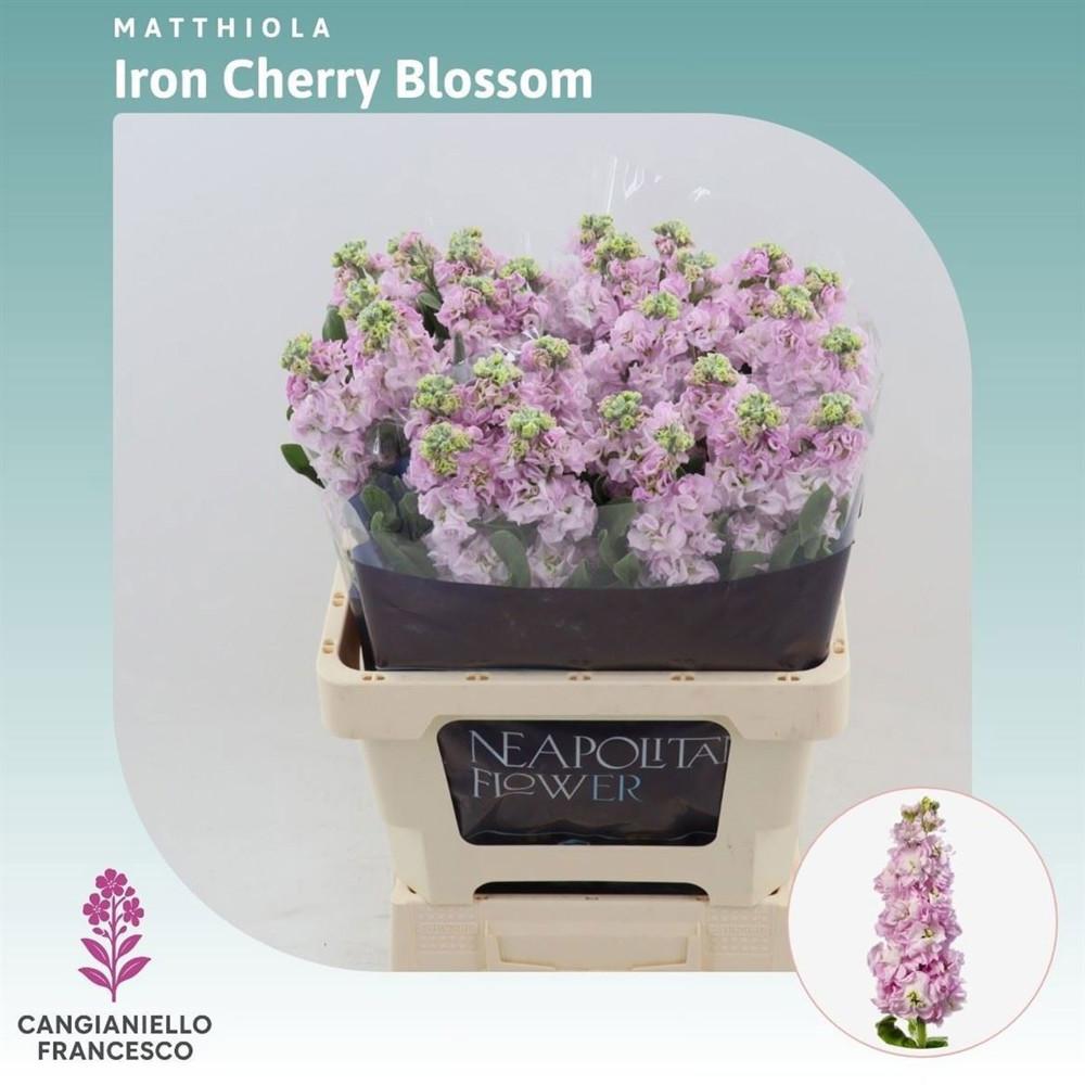 Matthiola Iron Cherry Blossom 70cm