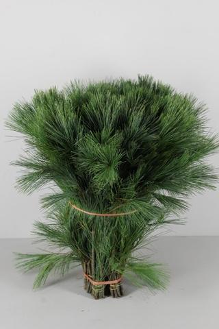 Pinus Strobus 60cm
