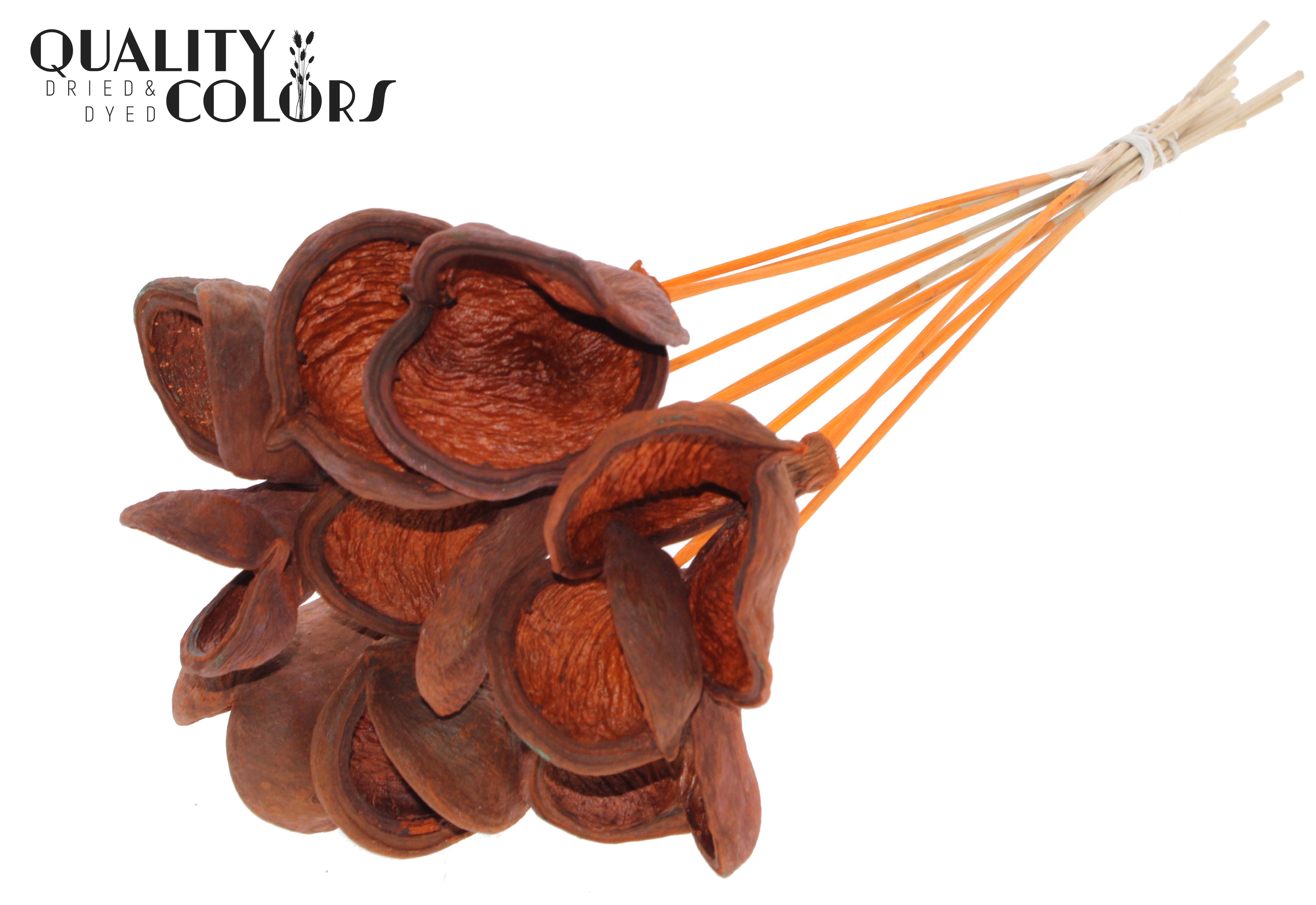 Badam Orange 50cm