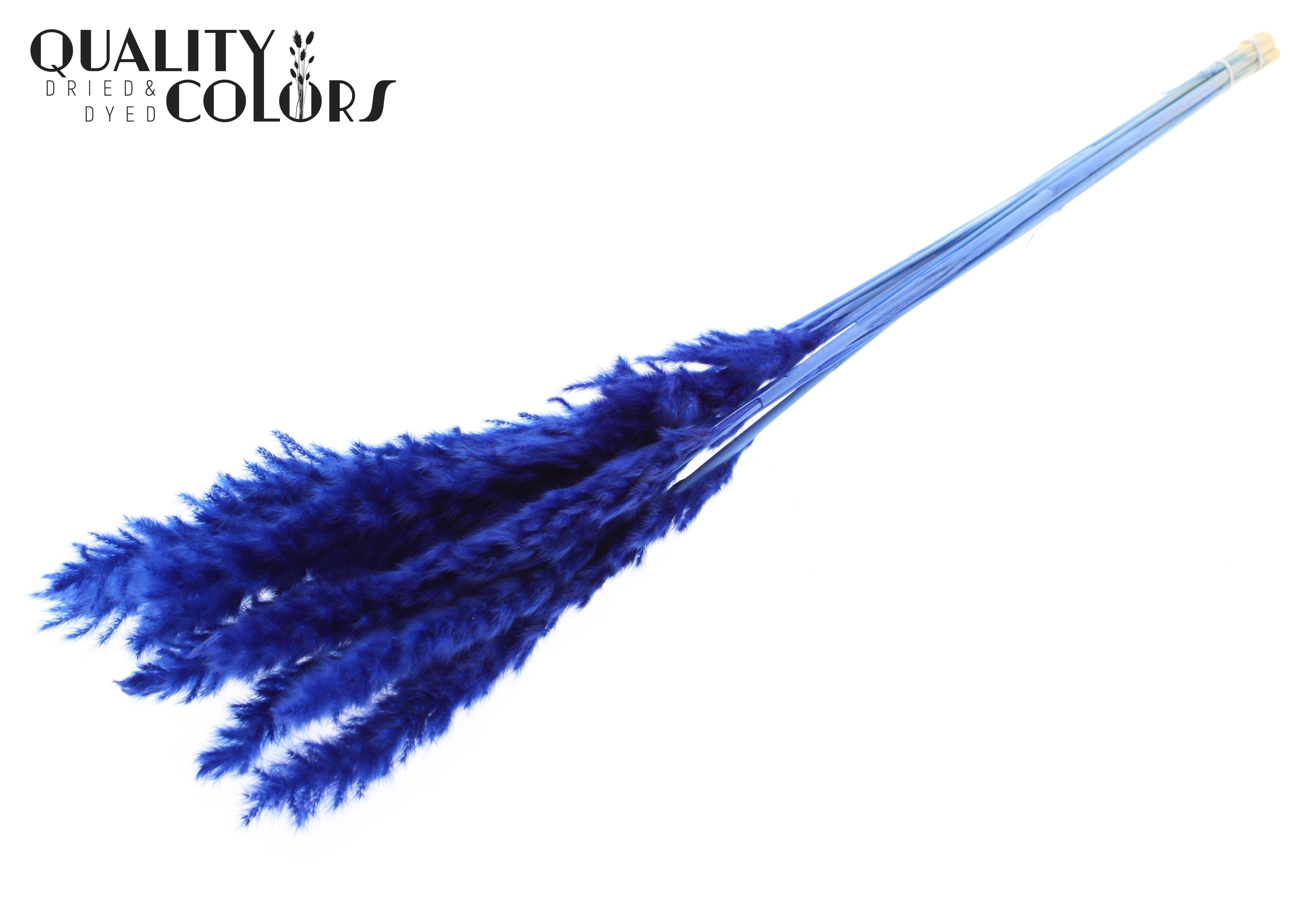 Fluffy Pampas Blue Per Bunch 70cm