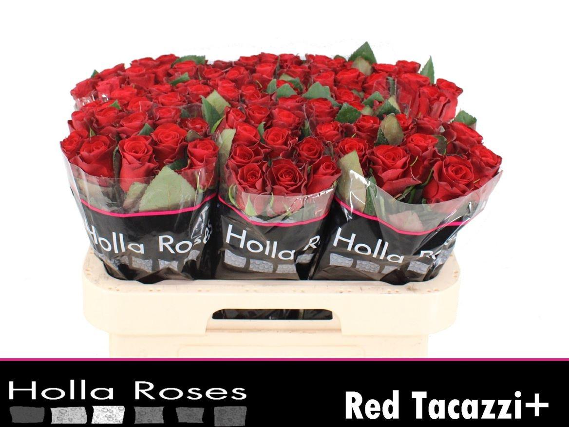 R Gr Red Tacazzi+
