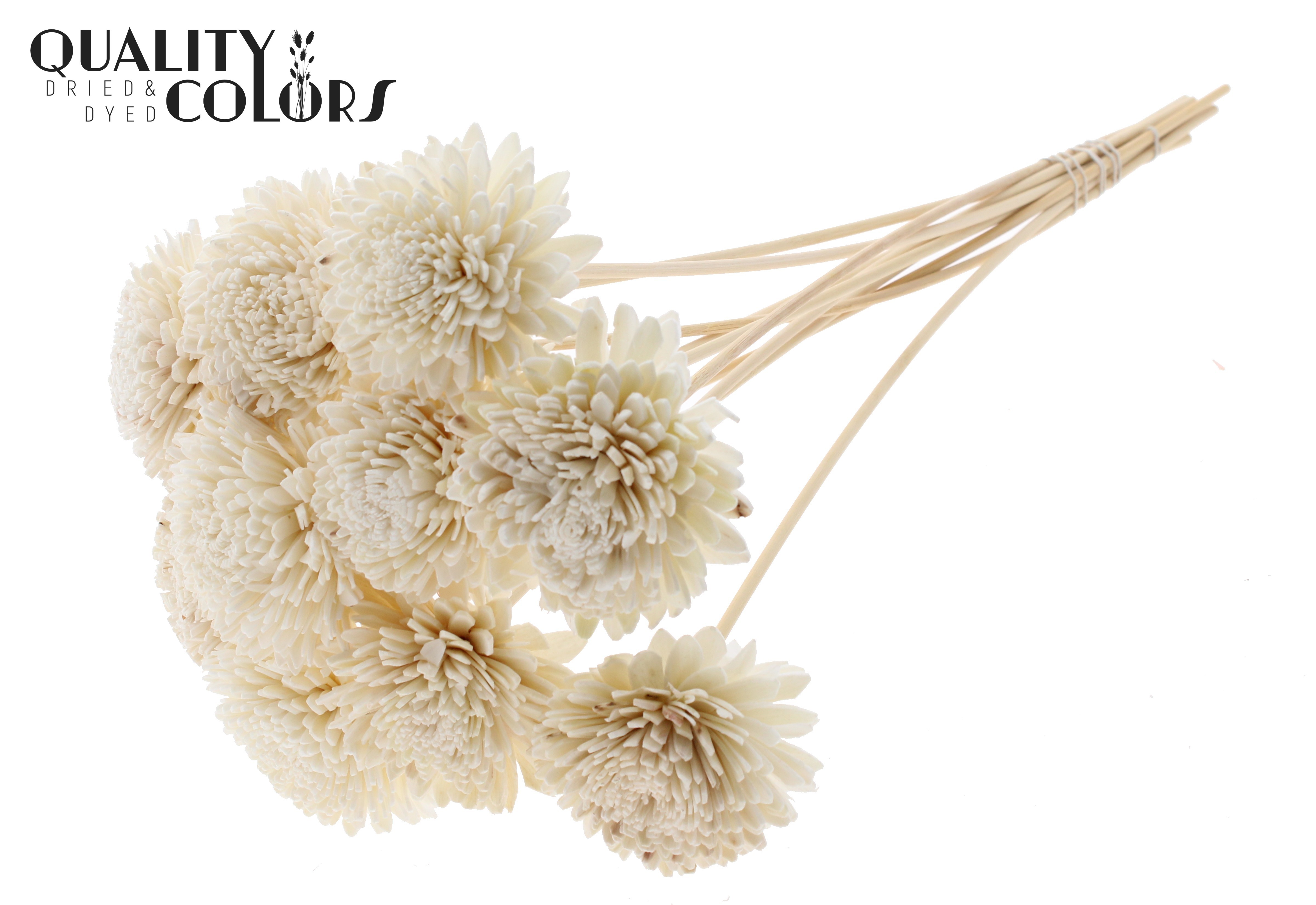 Shola Zinia Natural 50cm