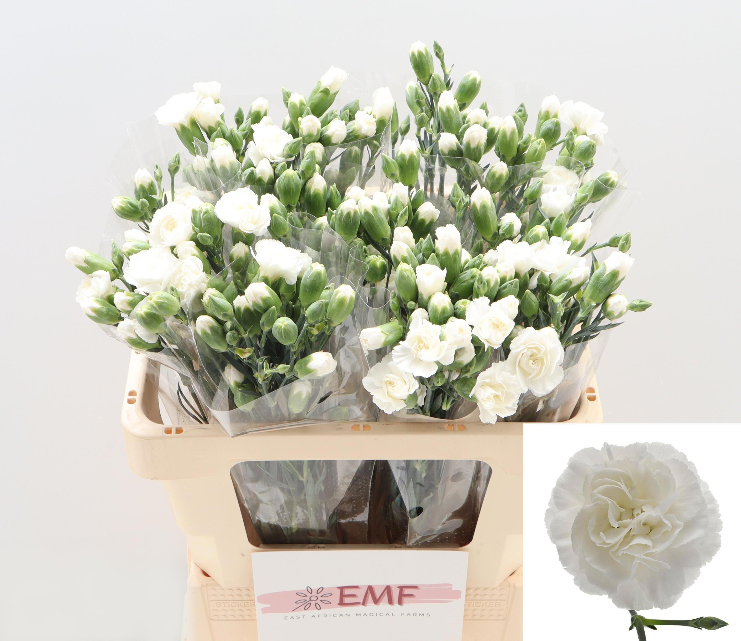 Dianthus Spray Blanquita 55cm