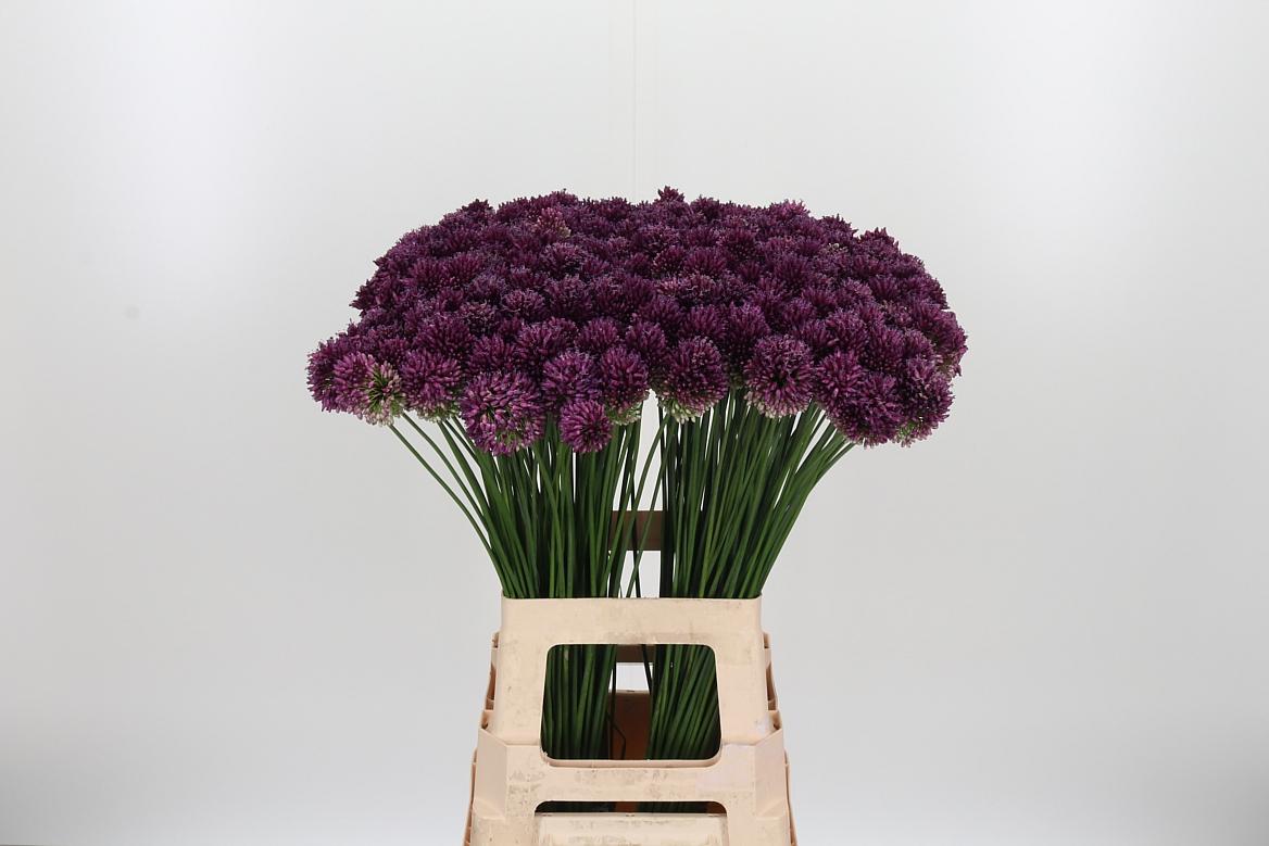 Allium Sphaerocephal (kogel)