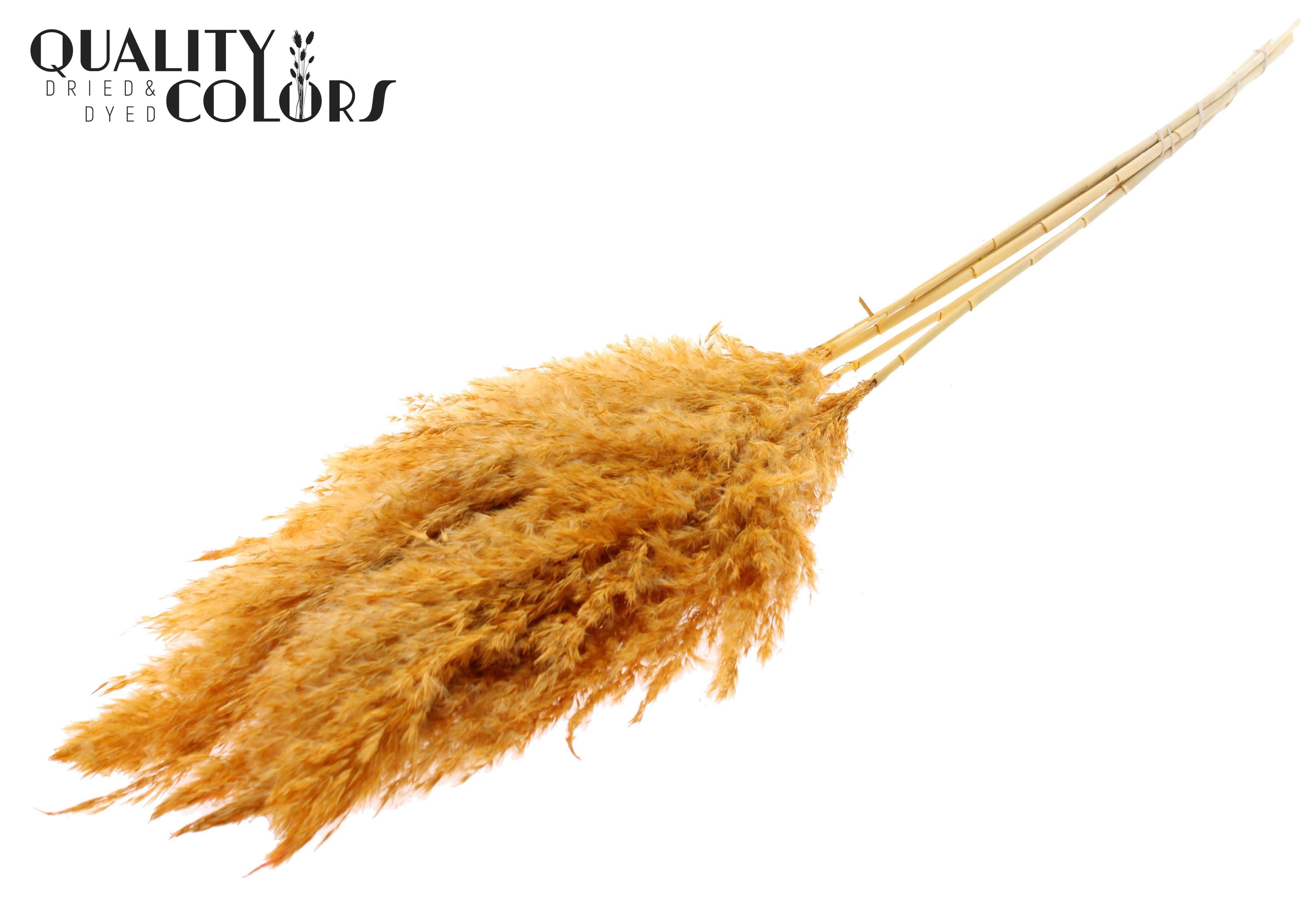 Pampas Grass Apricot Per Bunch 100cm