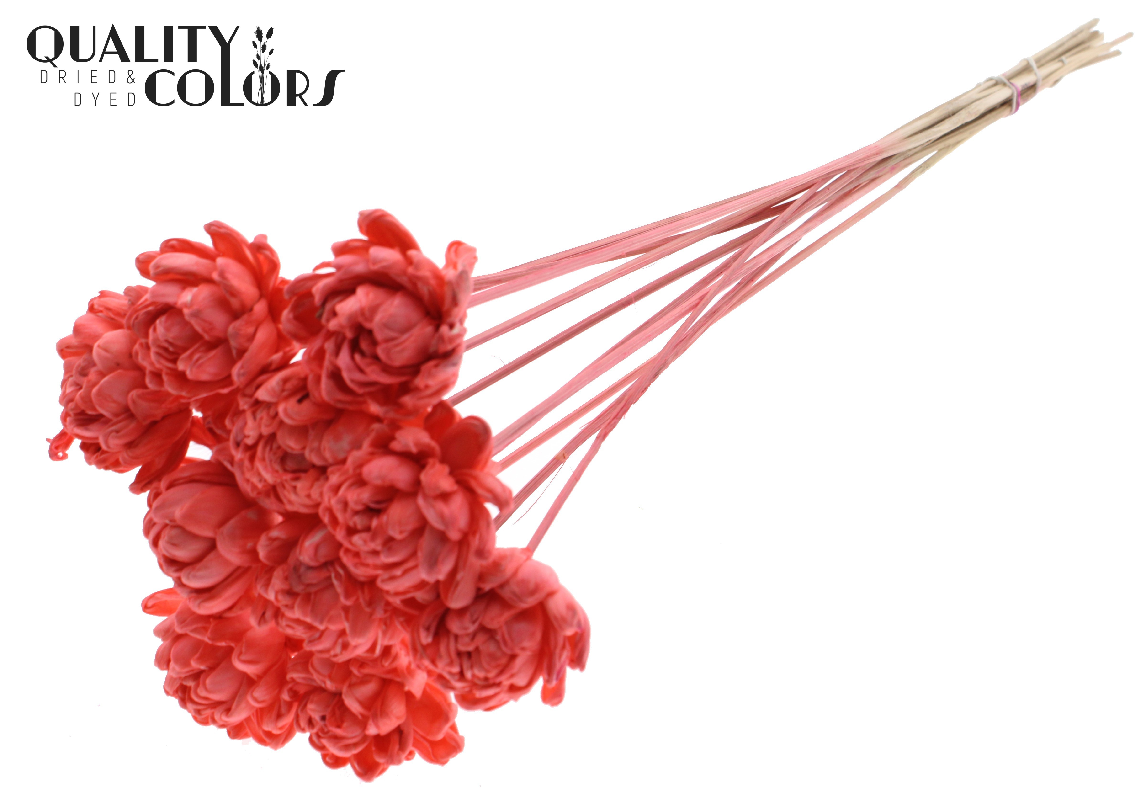 Shola New Beauty Rose Coral 50cm