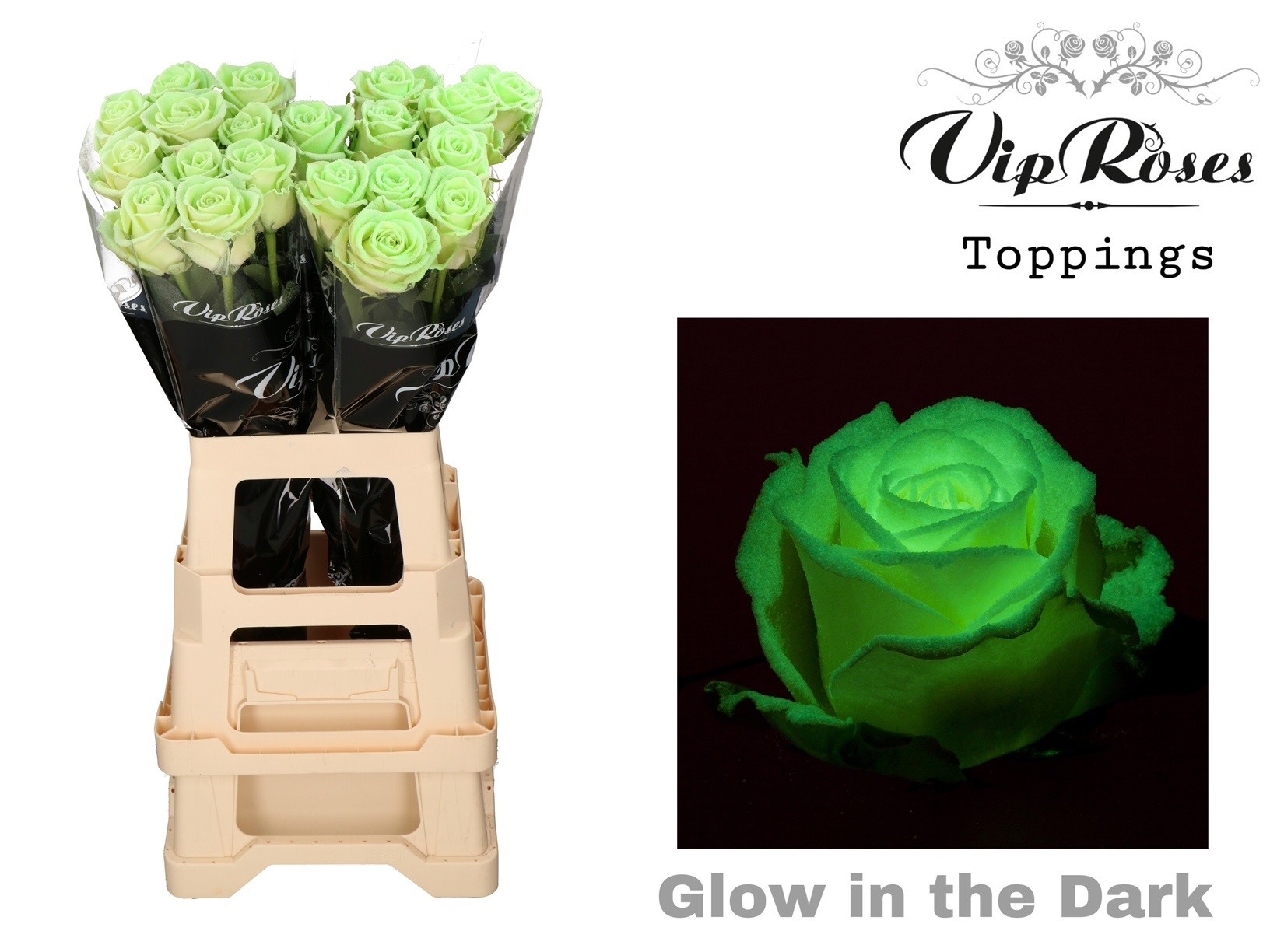 Rosa Waxed Vip Glow In The Dark 70cm