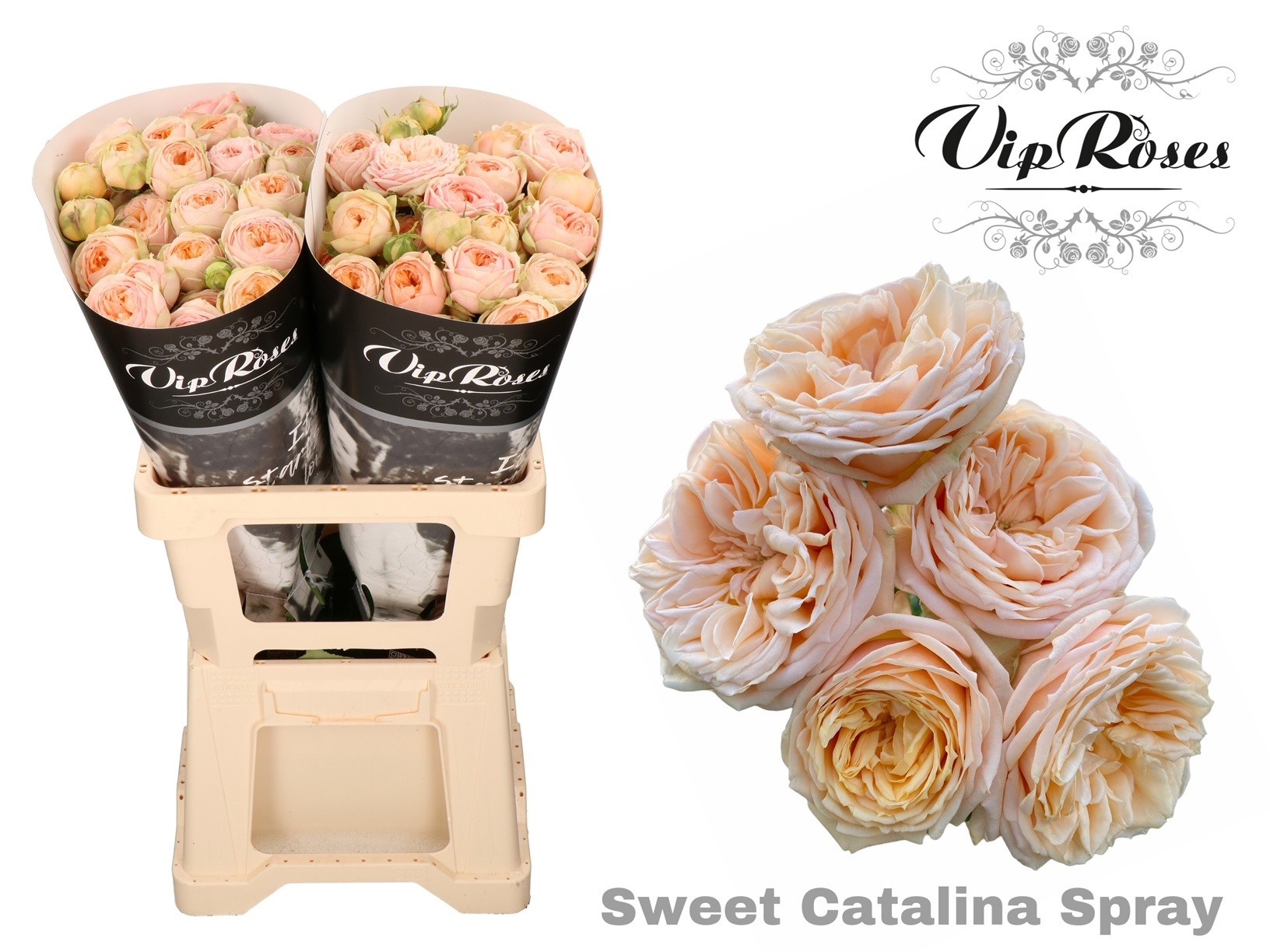 R Tr Sweet Catalina+ 60 cm