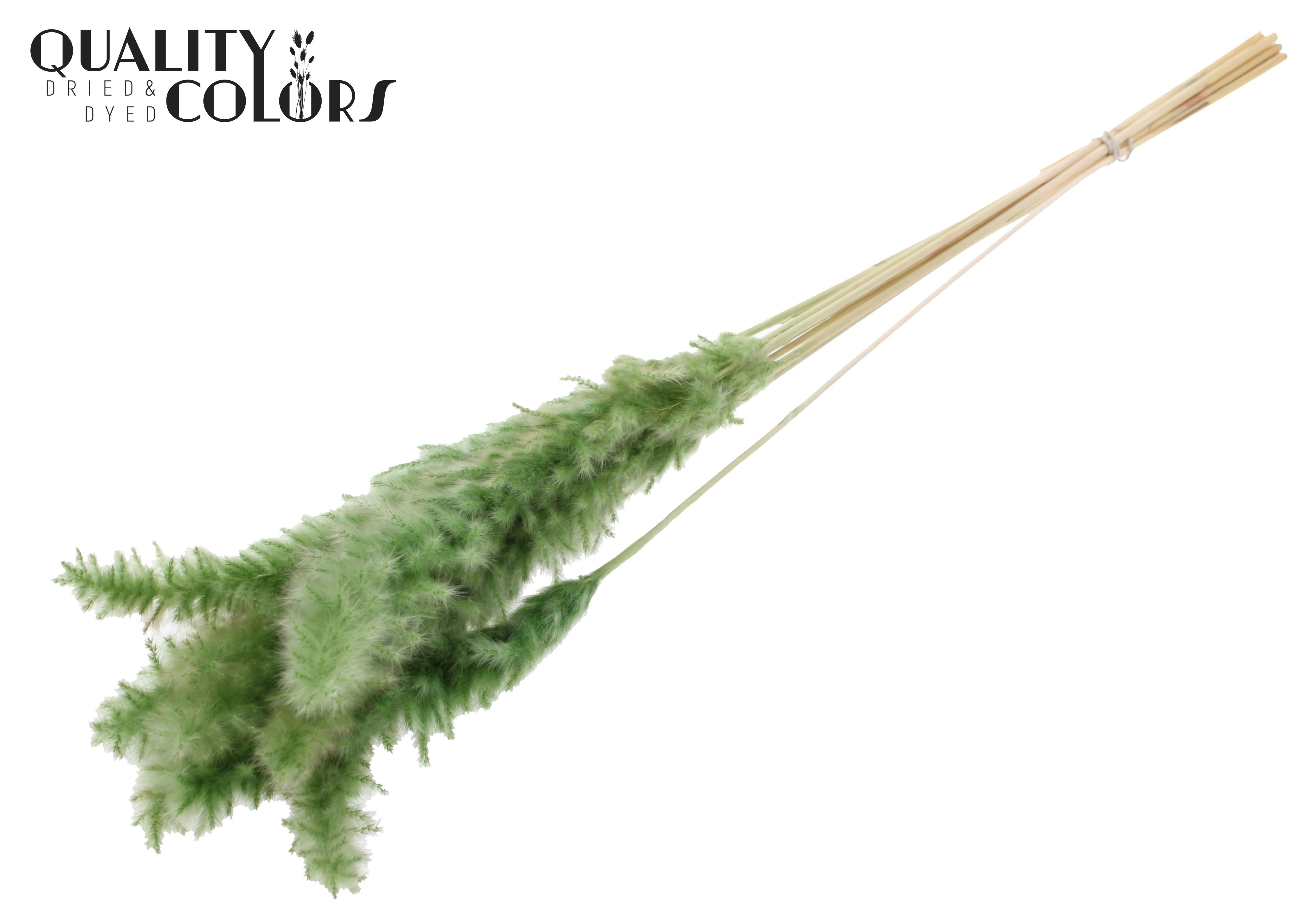 Fluffy Pampas Olive Per Bunch 70cm