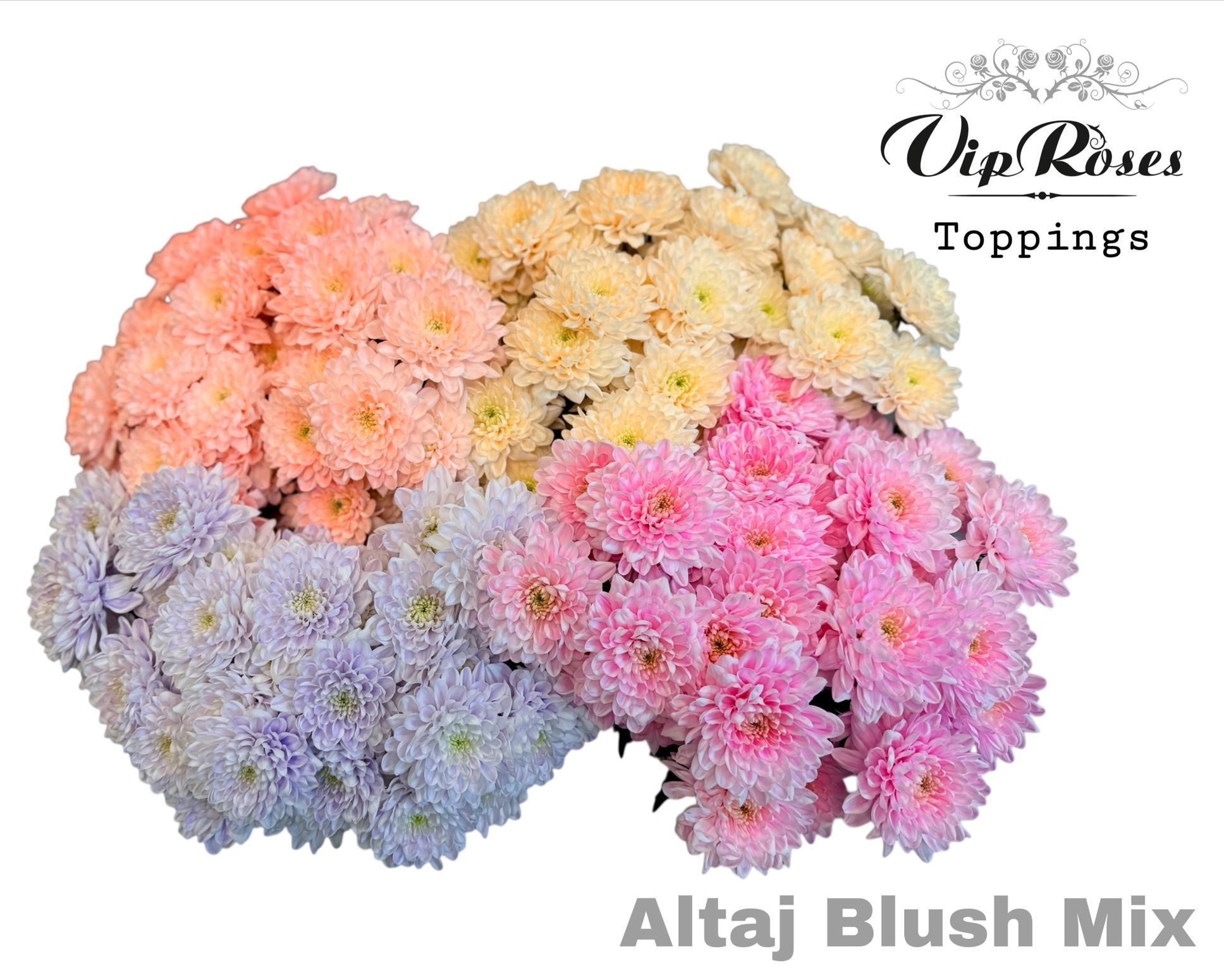 Chr T Altaj Blush Mix 70 cm