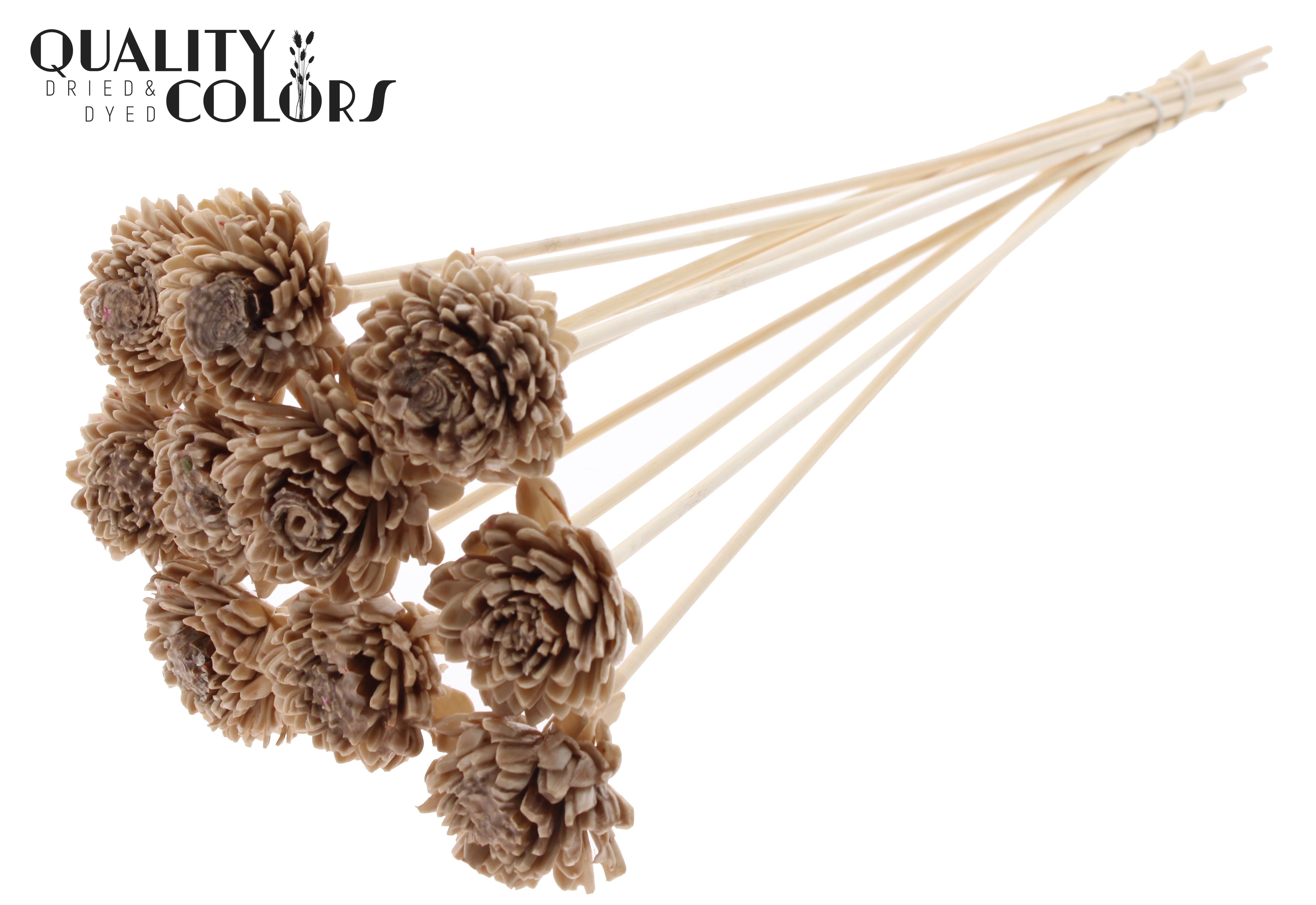 Shola Zinia Wax Beige 50cm