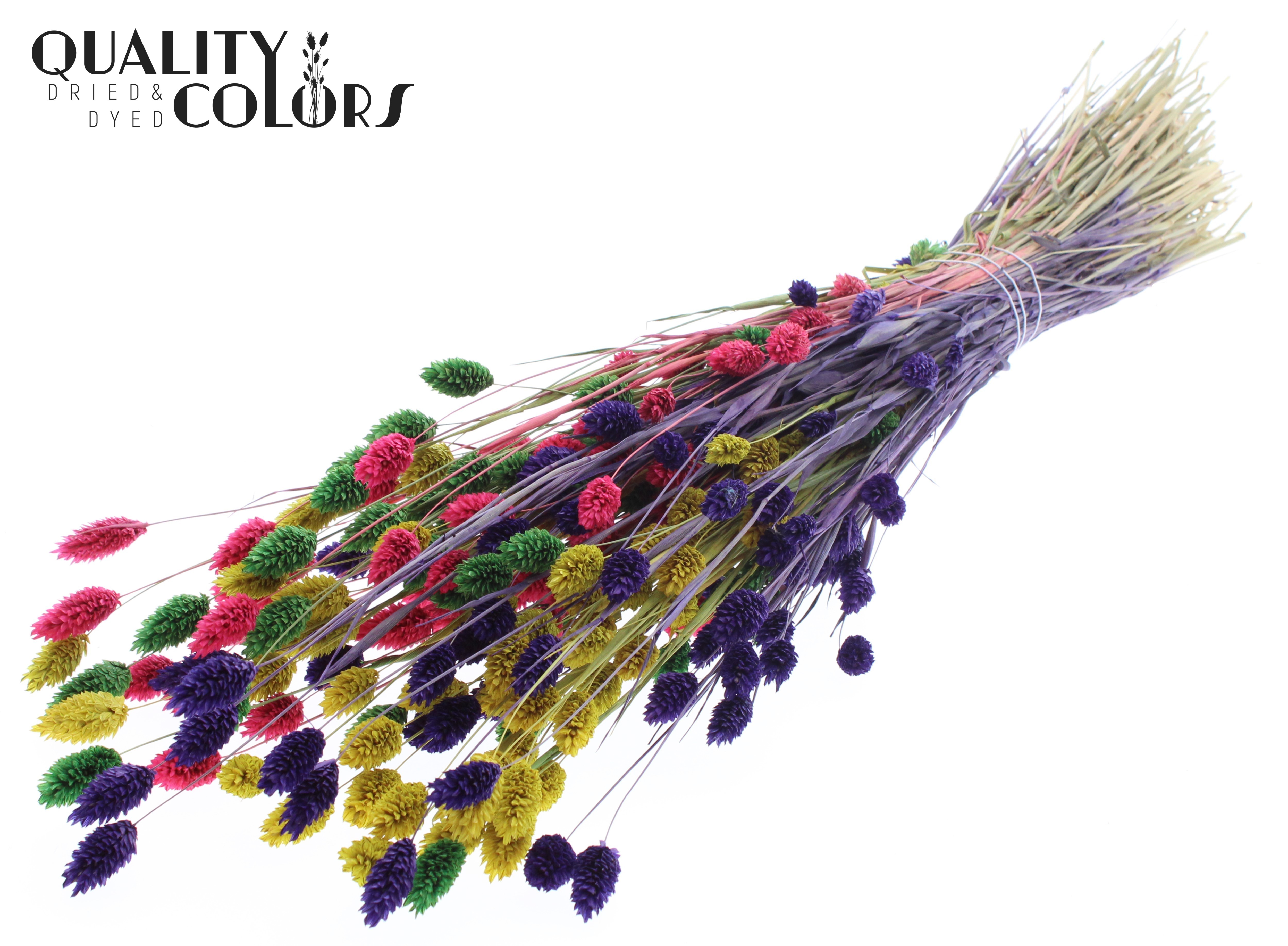 Phalaris Colourful 2 Per Bunch 60cm 220gr.