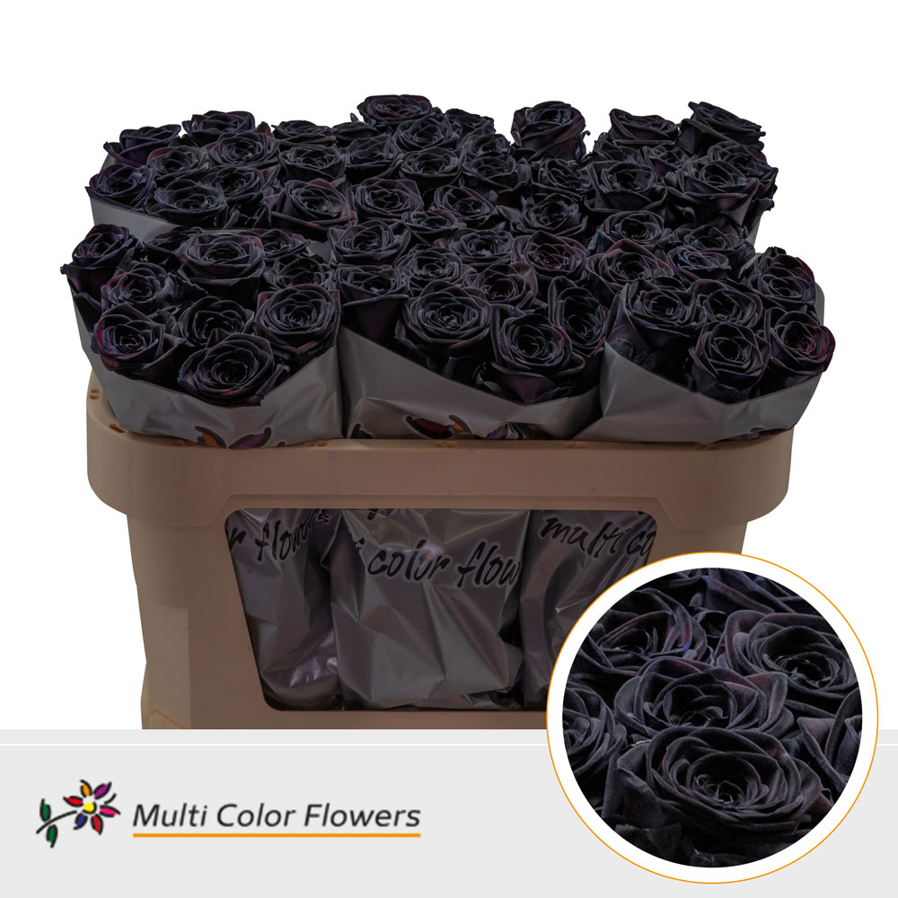 Rosa Painted Red Naomi Black 70cm