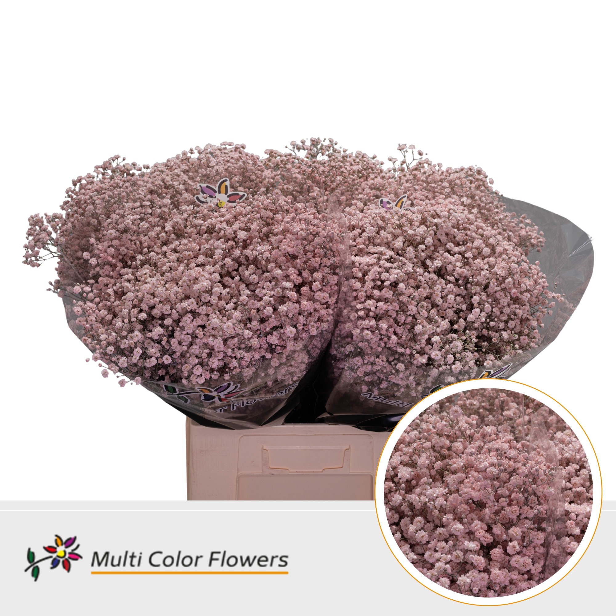 Gypsophila Painted Xlence Light Pink 70cm