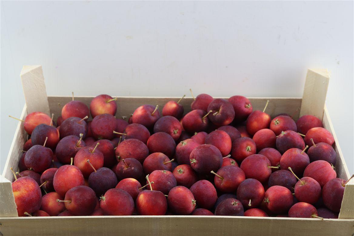 Sier Appels Red P Box