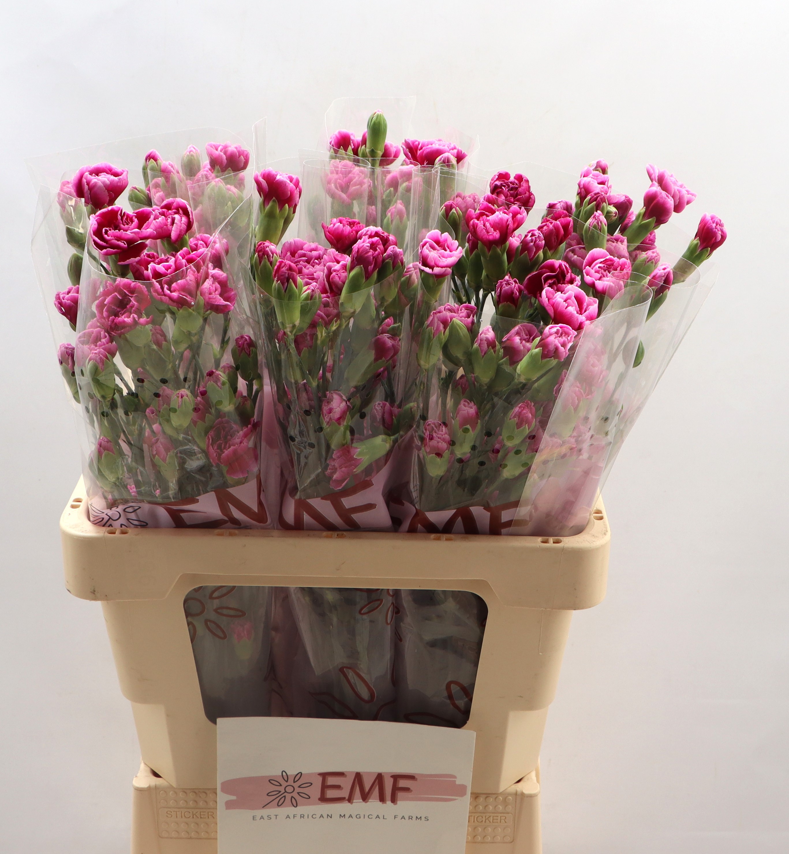 Dianthus Spray Enigma 60cm