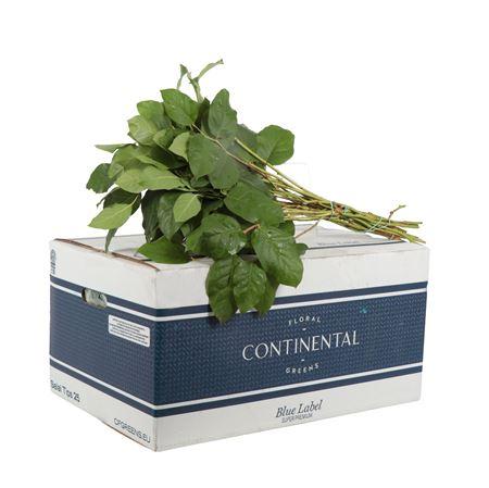 Cutgreens Salal Tips