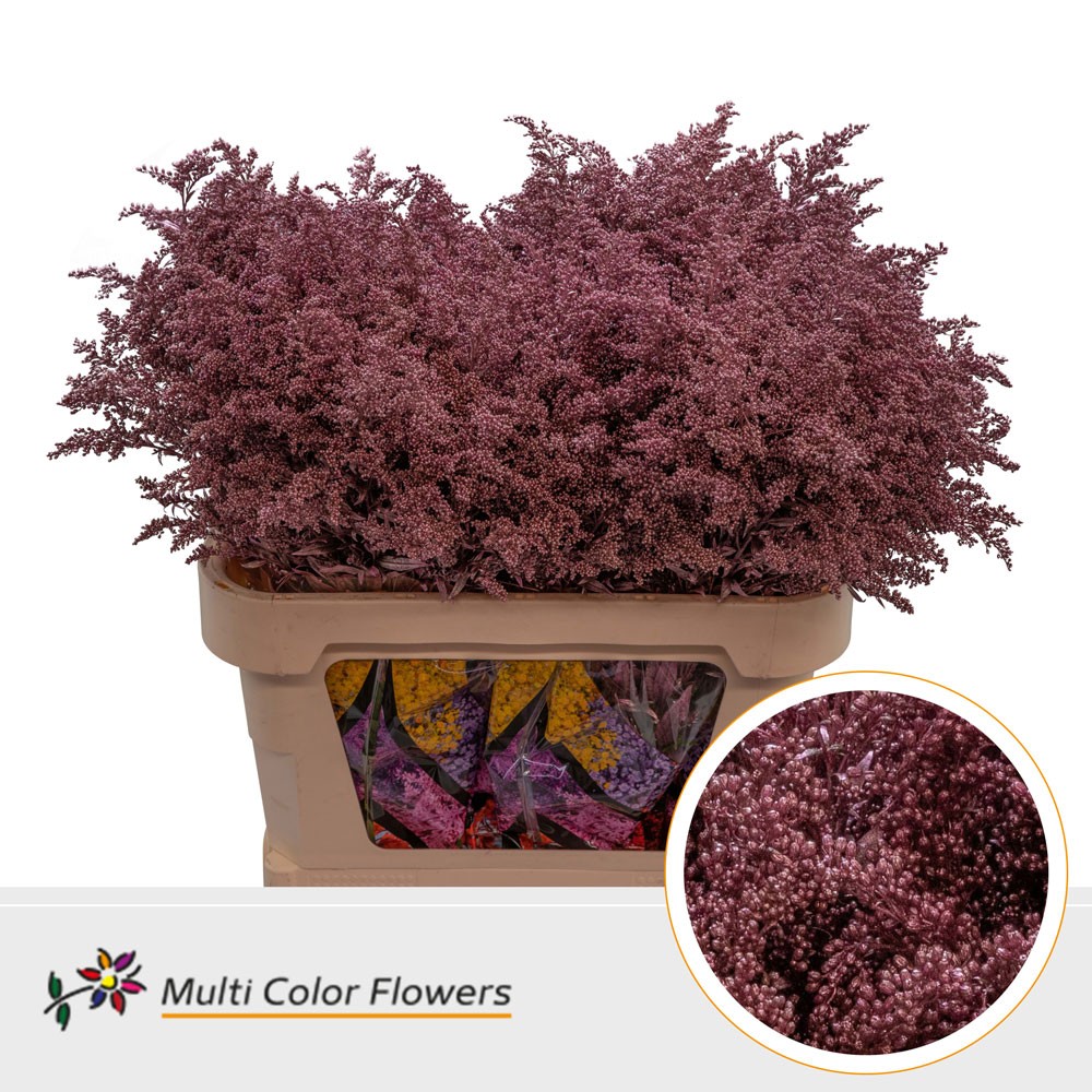 Solidago Rose Goud