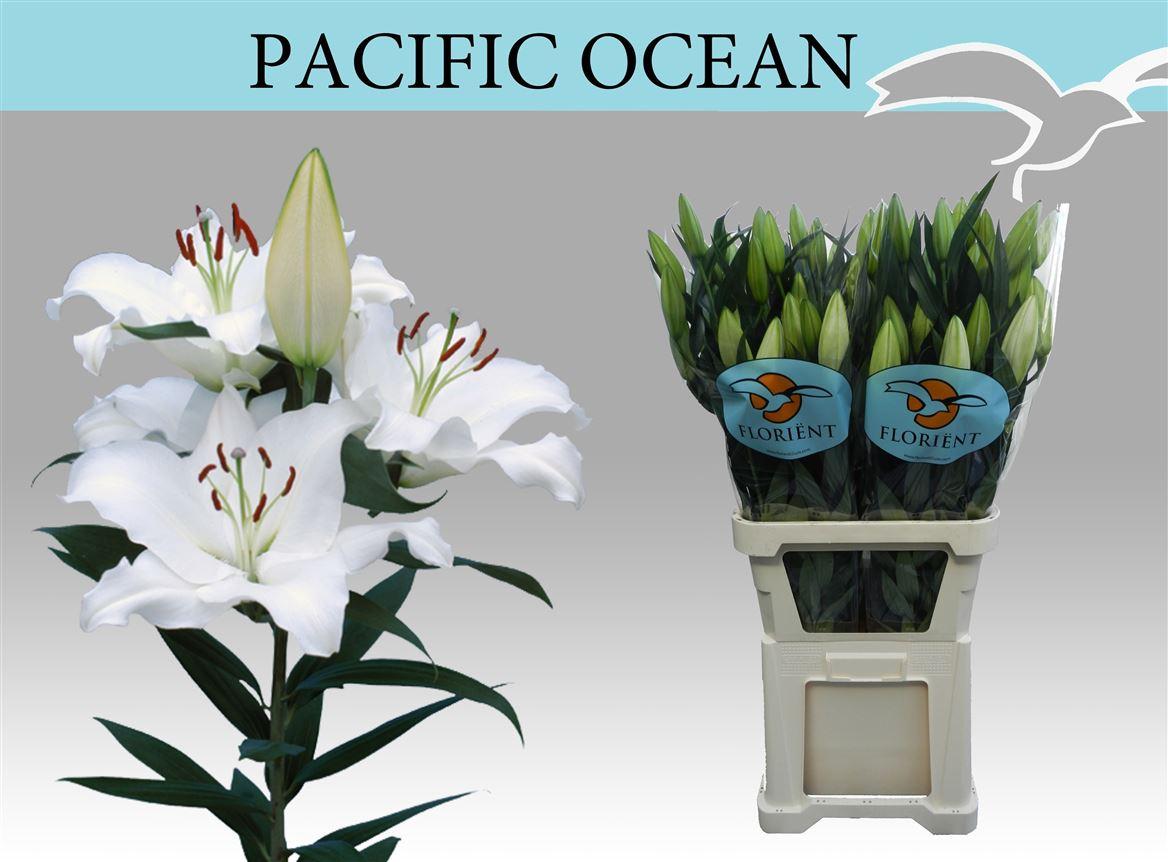 Li Or Pacific Ocean