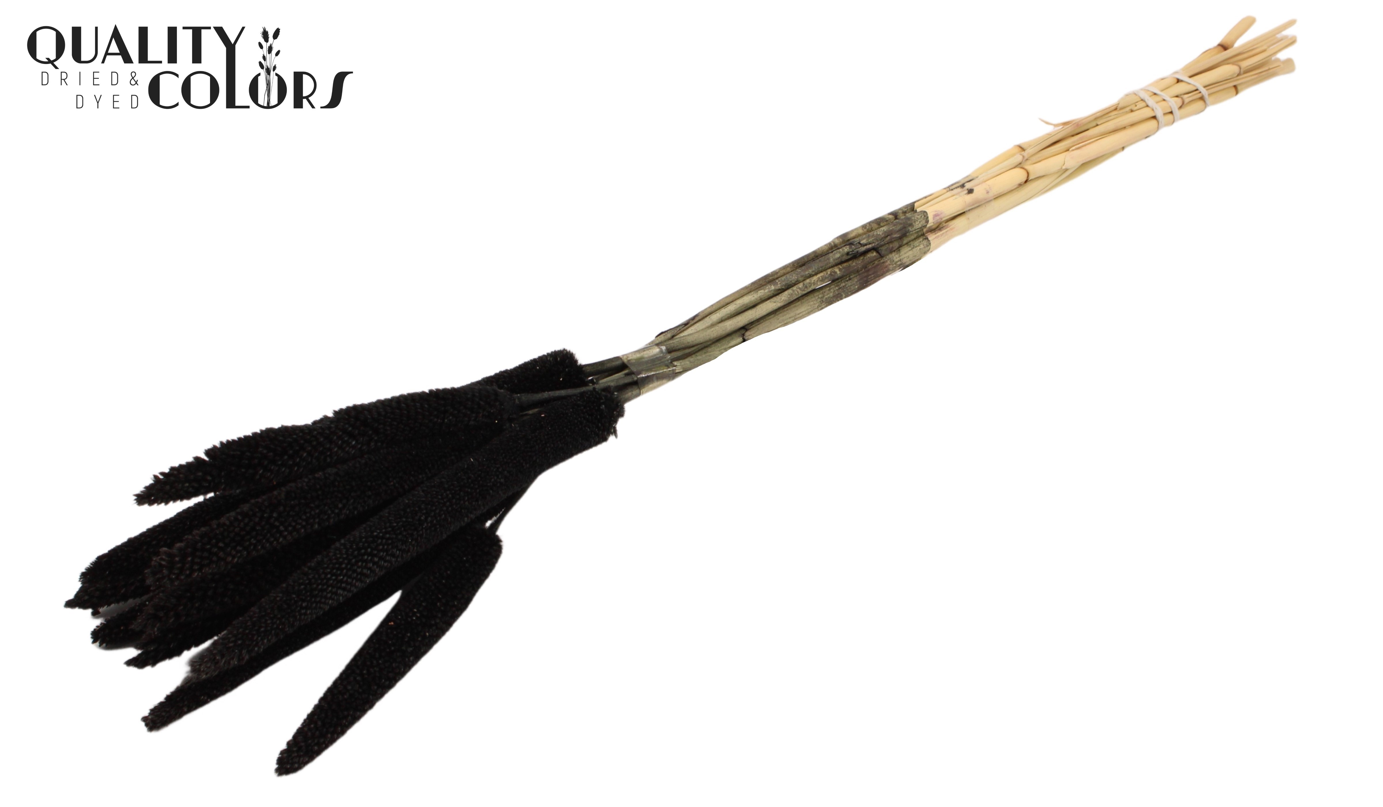 Babala Black 65cm