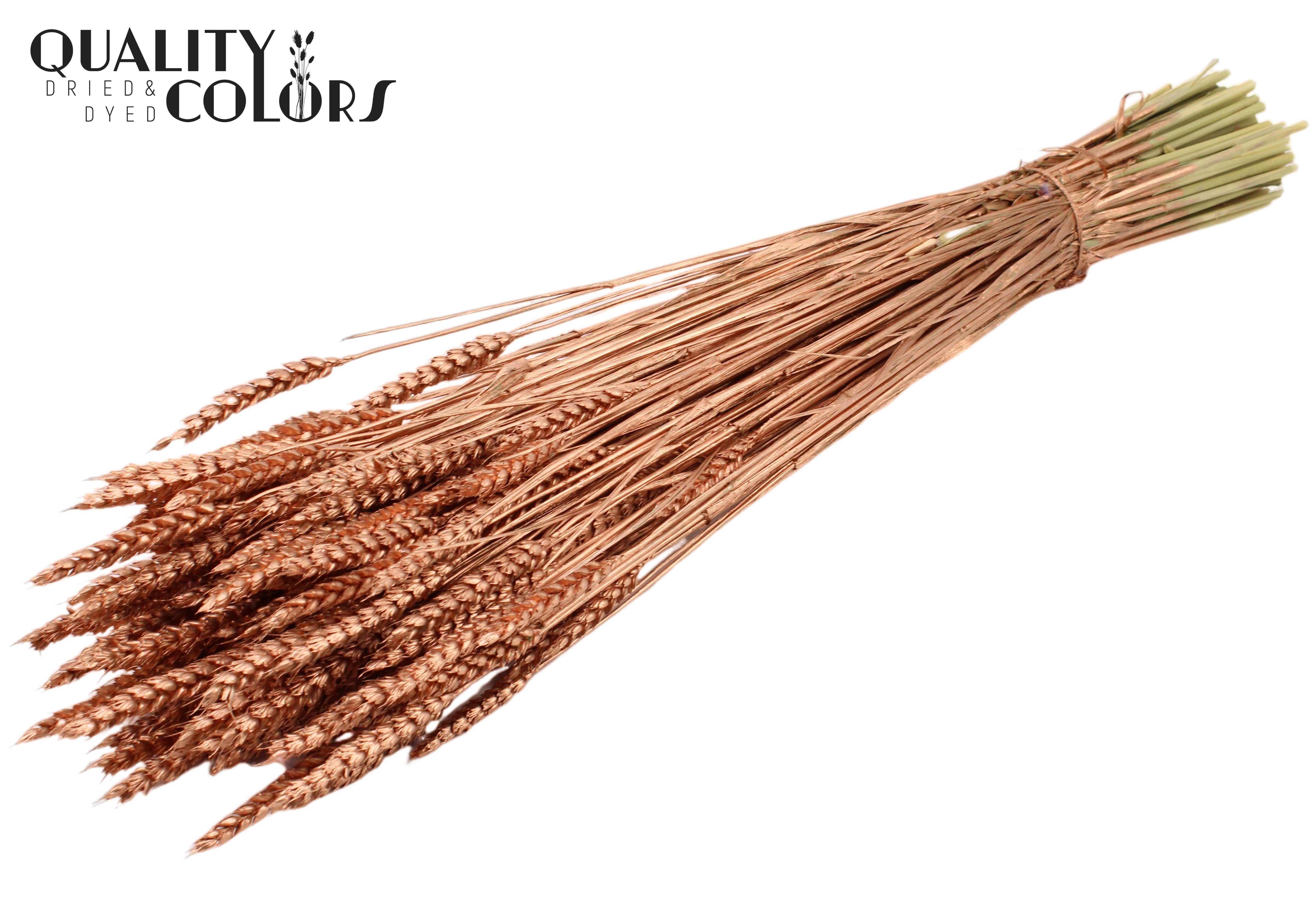 Triticum Copper Per Bunch 60cm