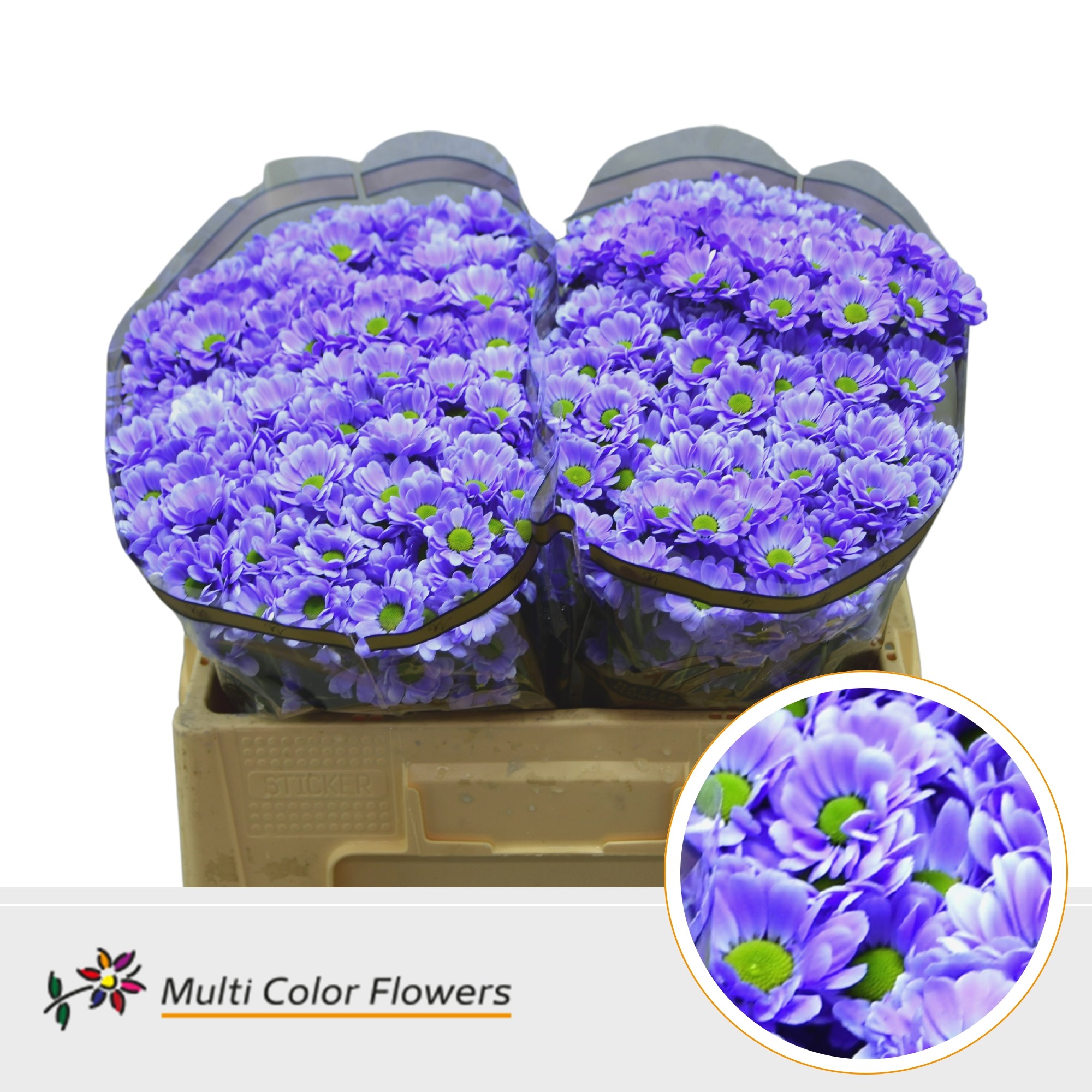 Chrysanth Santini Painted Bowie Soft Milka 55cm 44gr.