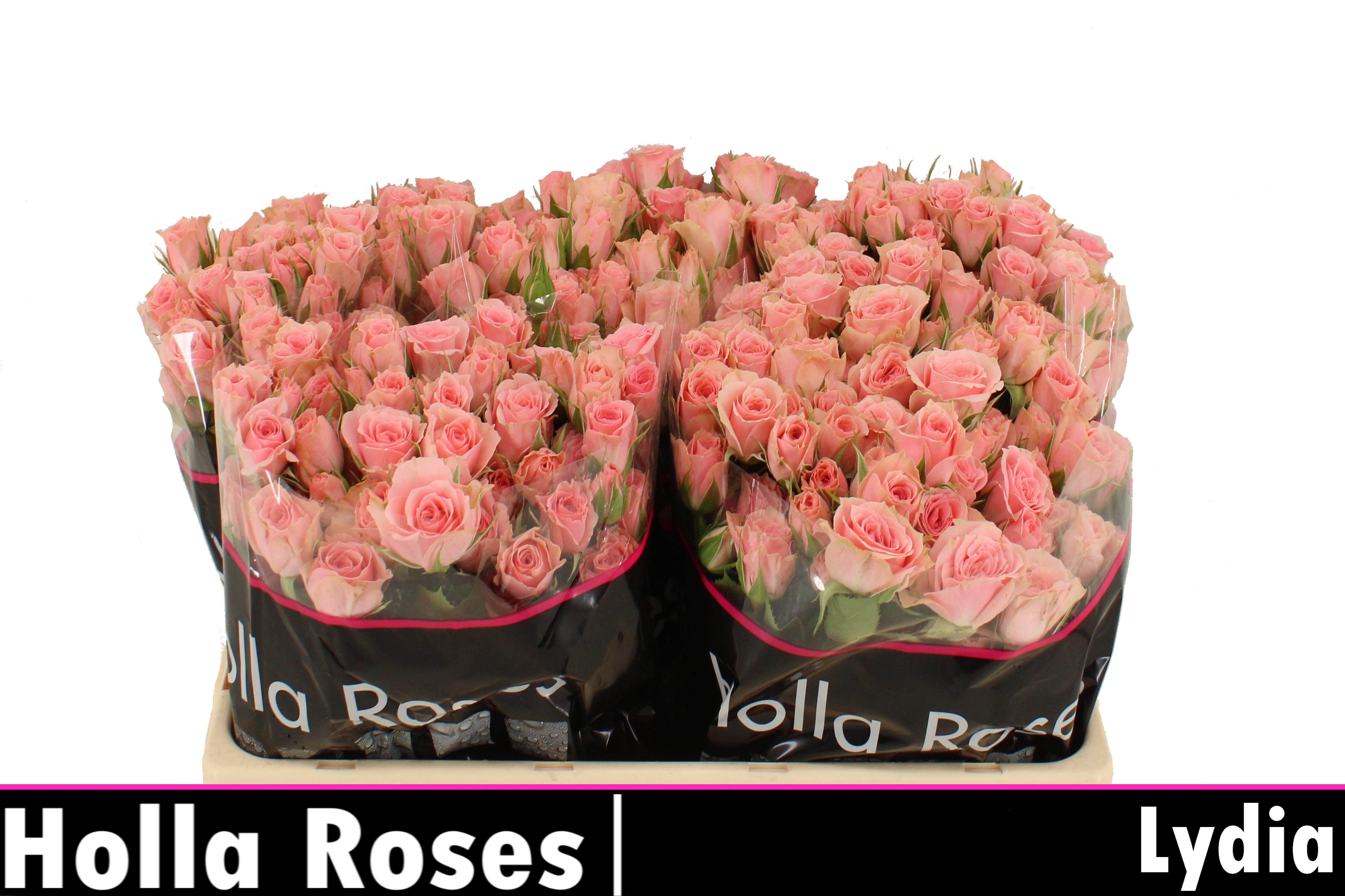Rosa Spr Lydia 50cm