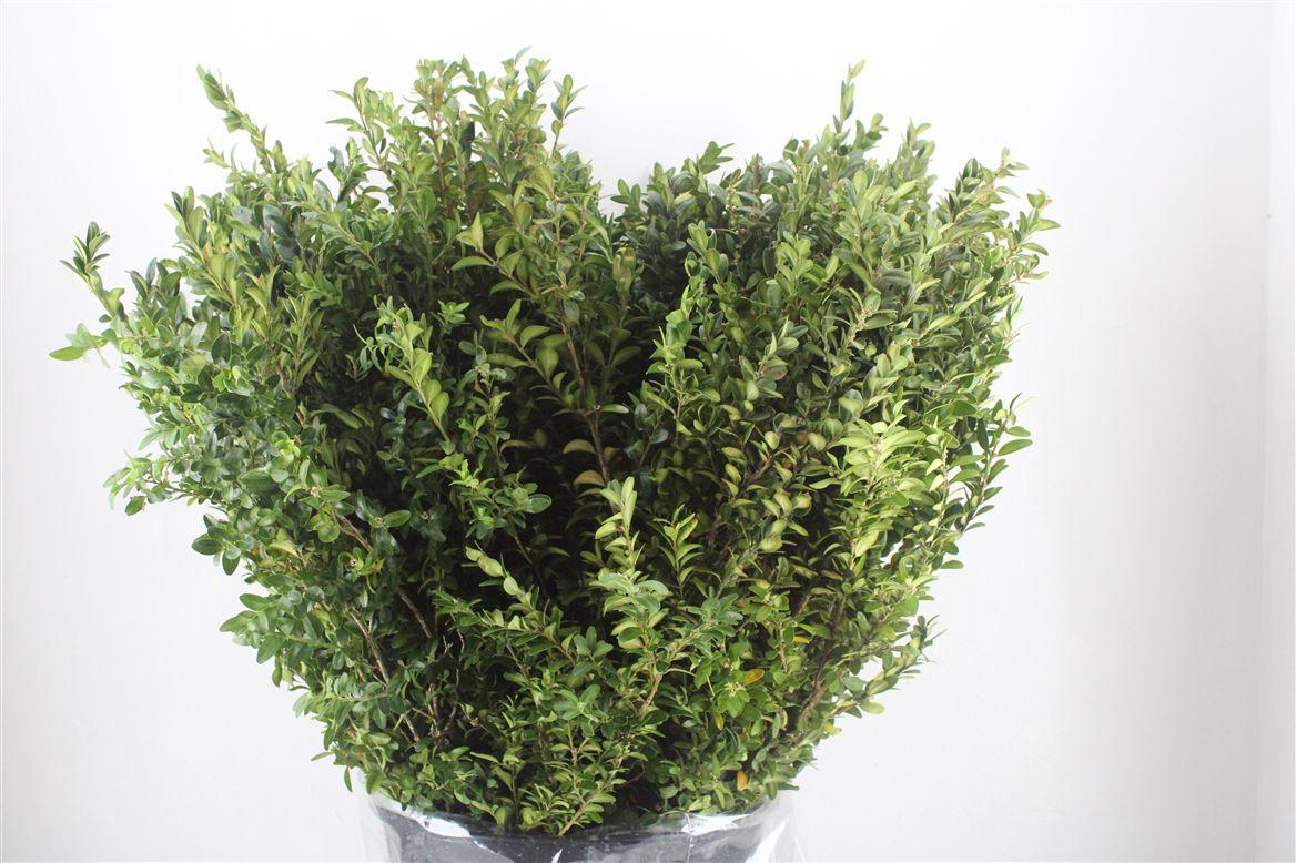 Buxus Green P Bunch